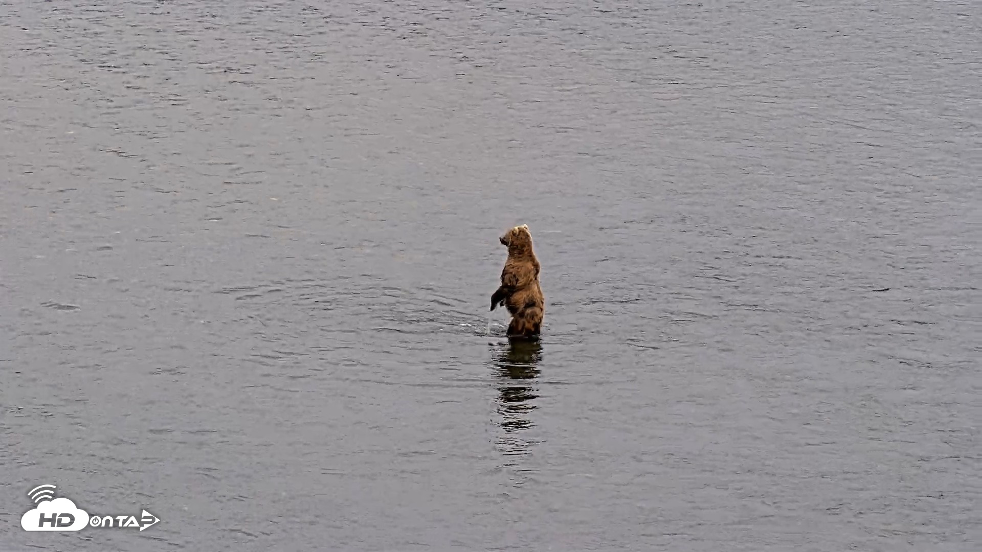 Snapshot of Kodiak Alaska Brown Bears Live Webcam taken Aug 4, 2026, 9:17pm AKDT