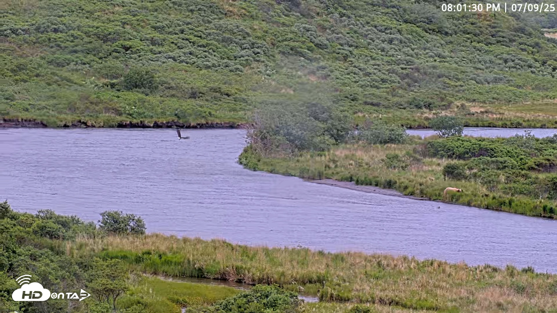 Snapshot of Kodiak Alaska Brown Bears Live Webcam taken Jul 9, 2025, 8:02pm AKDT