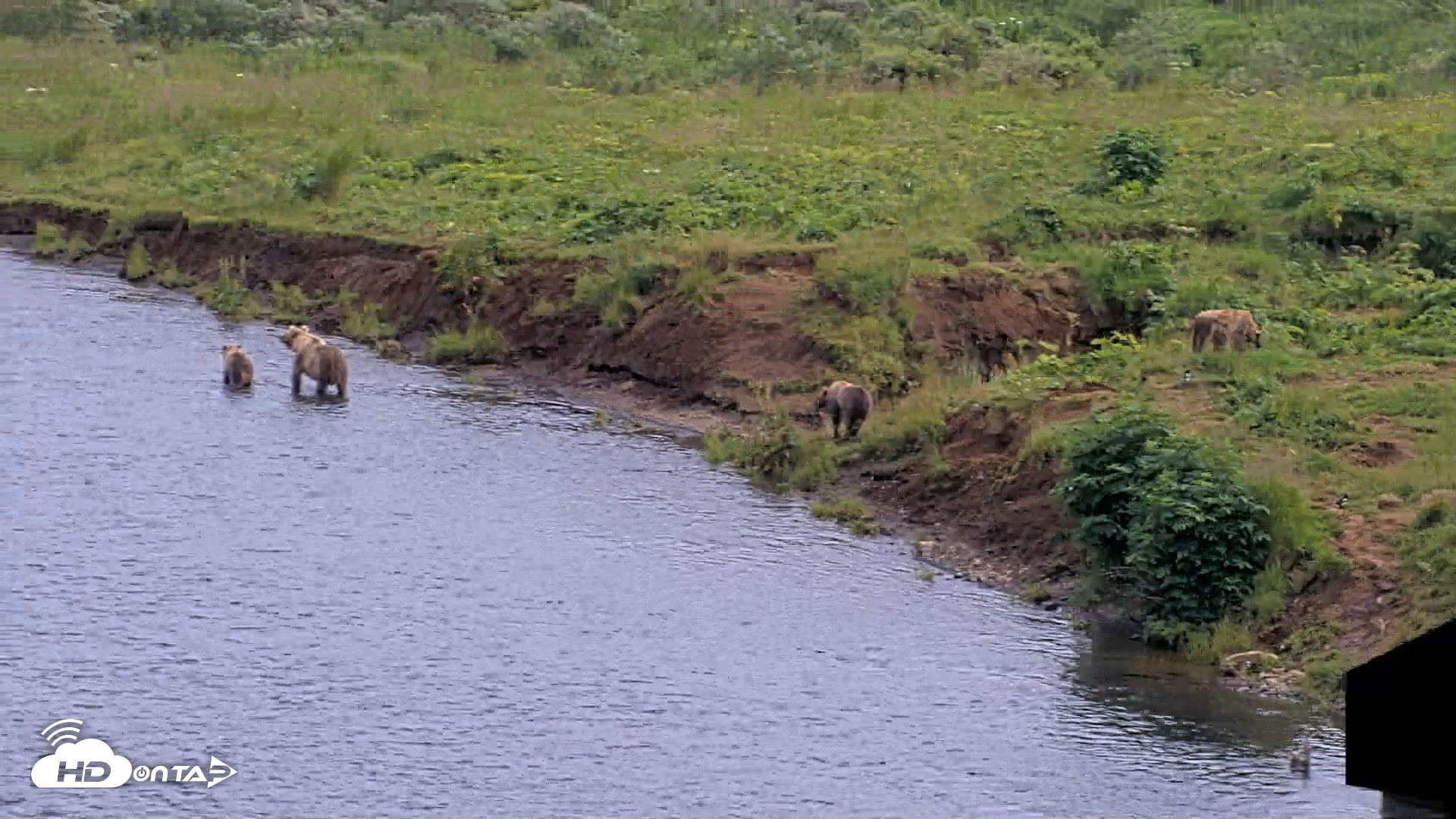 Snapshot of Kodiak Alaska Brown Bears Live Webcam taken Aug 9, 2026, 4:45pm AKDT
