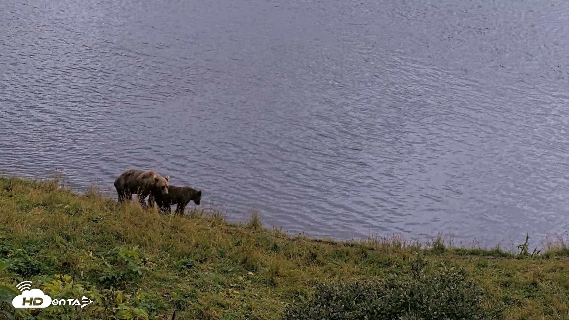Snapshot of Kodiak Alaska Brown Bears Live Webcam taken Aug 20, 2026, 8:33pm AKDT
