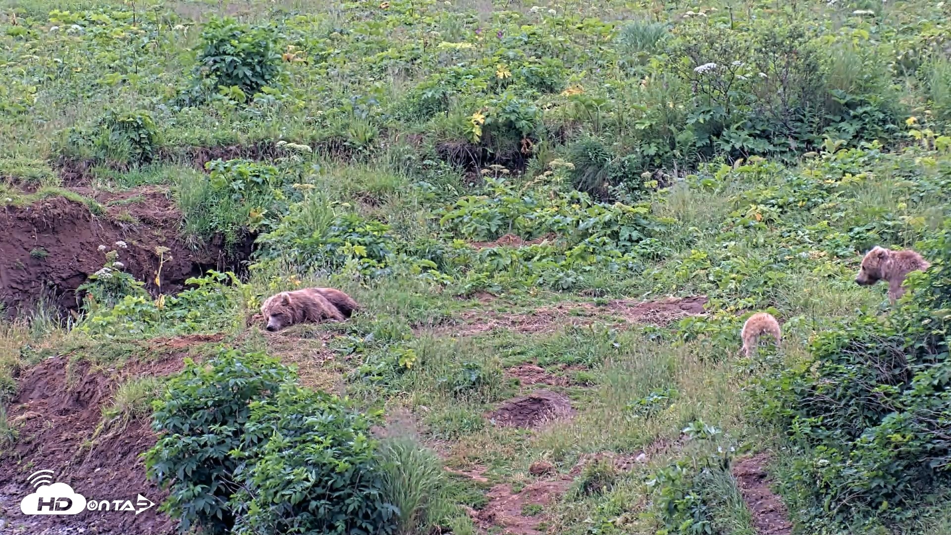 Snapshot of Kodiak Alaska Brown Bears Live Webcam taken Aug 6, 2026, 7:57pm AKDT
