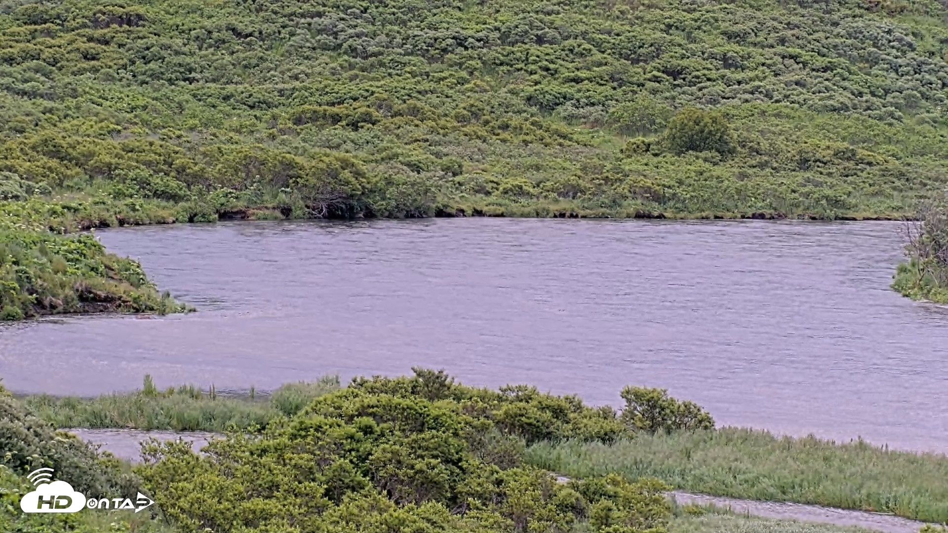 Snapshot of Kodiak Alaska Brown Bears Live Webcam taken Jul 23, 2026, 8:39pm AKDT