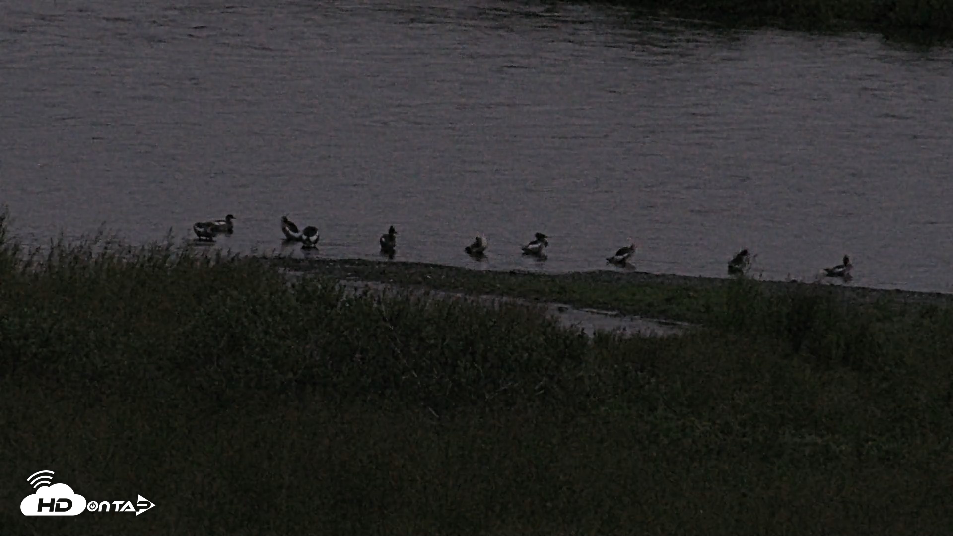 Snapshot of Kodiak Alaska Brown Bears Live Webcam taken Aug 14, 2026, 6:22am AKDT