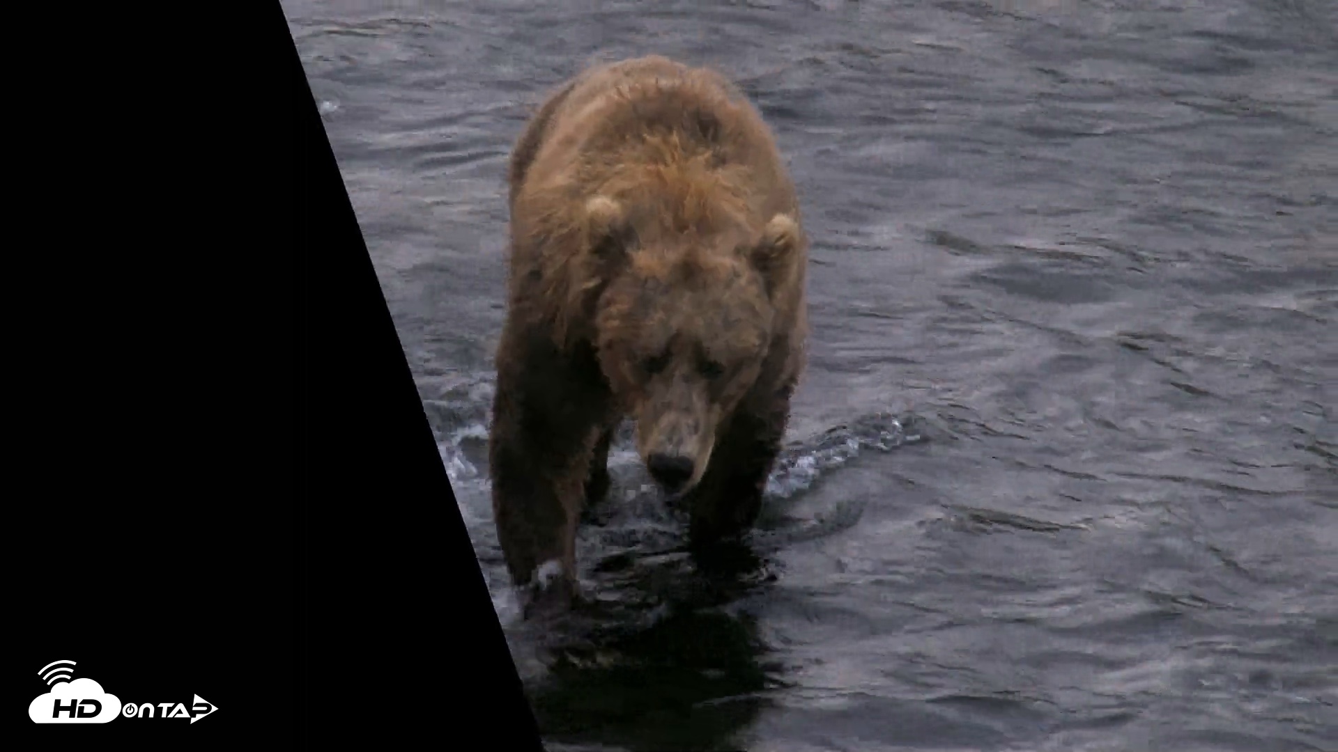 Snapshot of Kodiak Alaska Brown Bears Live Webcam taken Aug 14, 2026, 7:08am AKDT