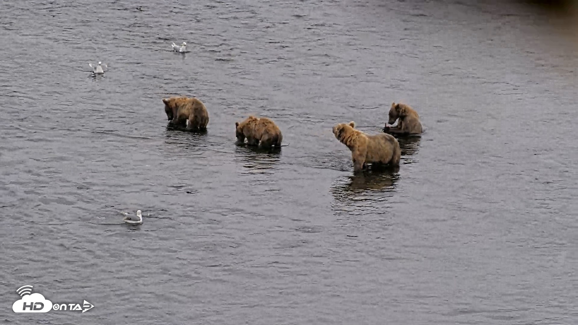 Snapshot of Kodiak Alaska Brown Bears Live Webcam taken Aug 7, 2026, 3:32pm AKDT