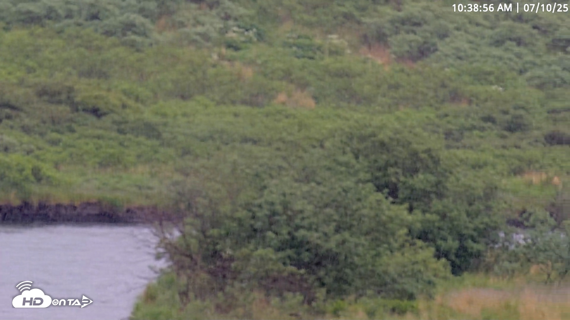 Snapshot of Kodiak Alaska Brown Bears Live Webcam taken Jul 10, 2025, 10:39am AKDT