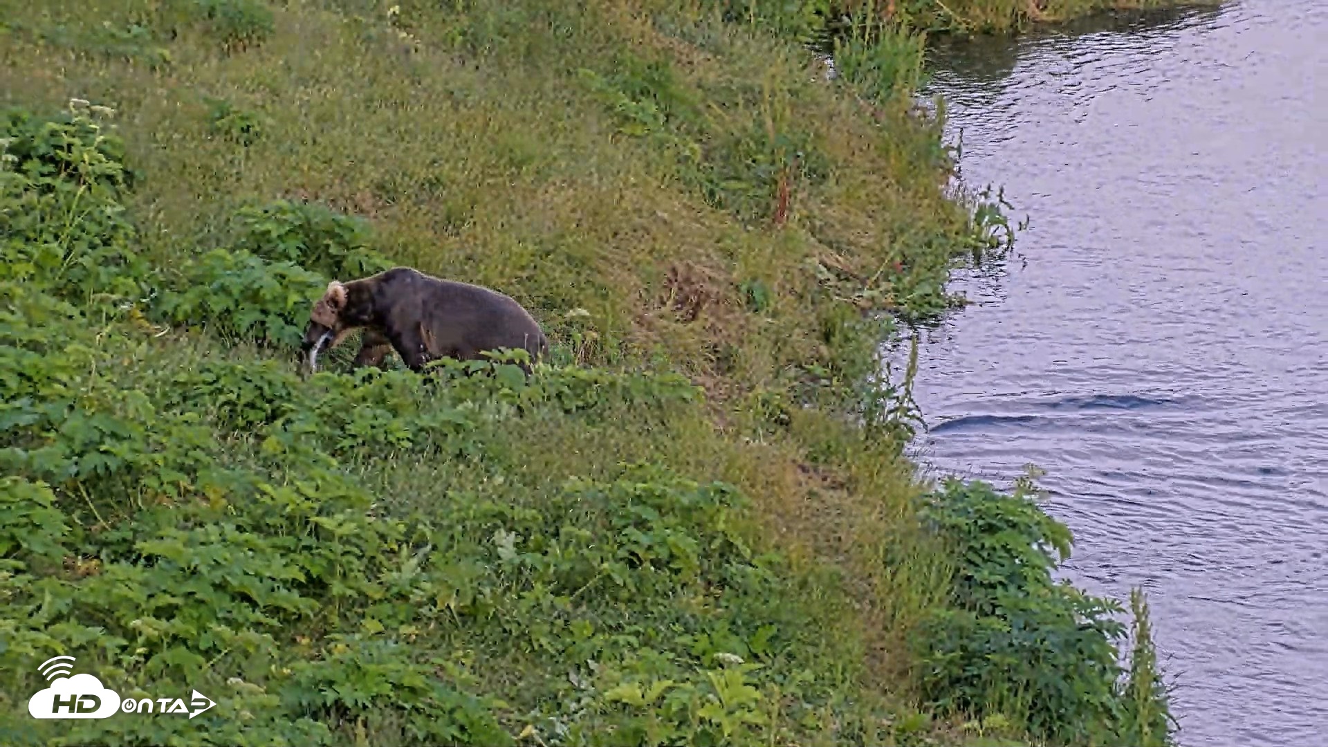 Snapshot of Kodiak Alaska Brown Bears Live Webcam taken Jul 28, 2026, 9:52pm AKDT
