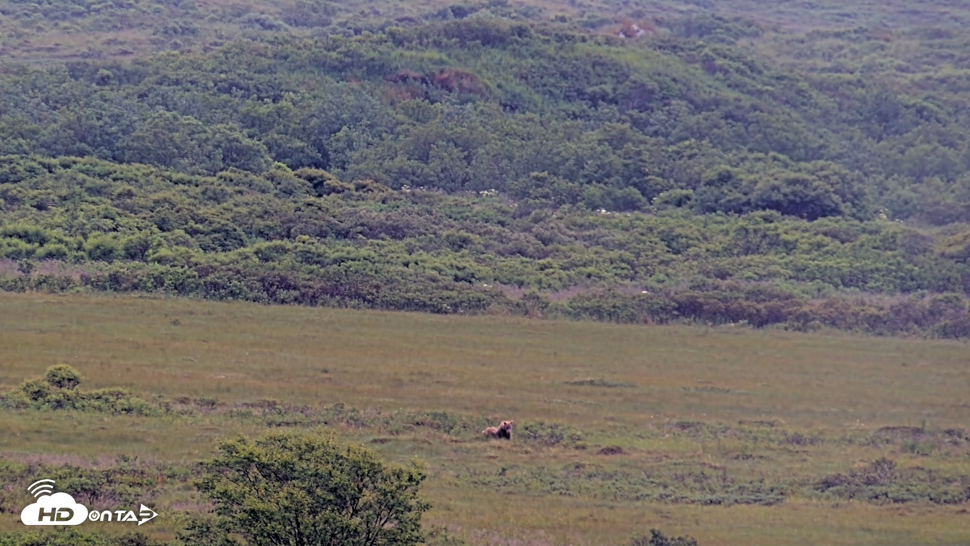 Snapshot of Kodiak Alaska Brown Bears Live Webcam taken Aug 4, 2026, 9:27am AKDT