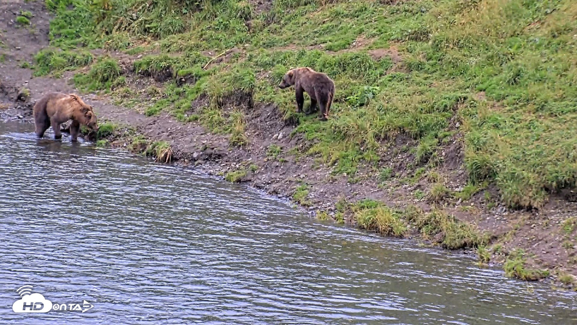 Snapshot of Kodiak Alaska Brown Bears Live Webcam taken Aug 20, 2026, 7:25pm AKDT