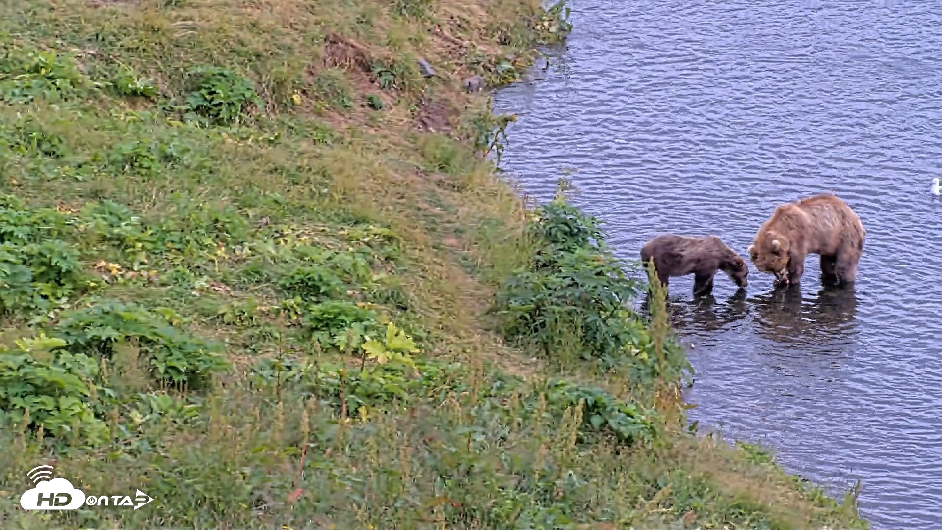 Snapshot of Kodiak Alaska Brown Bears Live Webcam taken Aug 10, 2026, 5:22pm AKDT