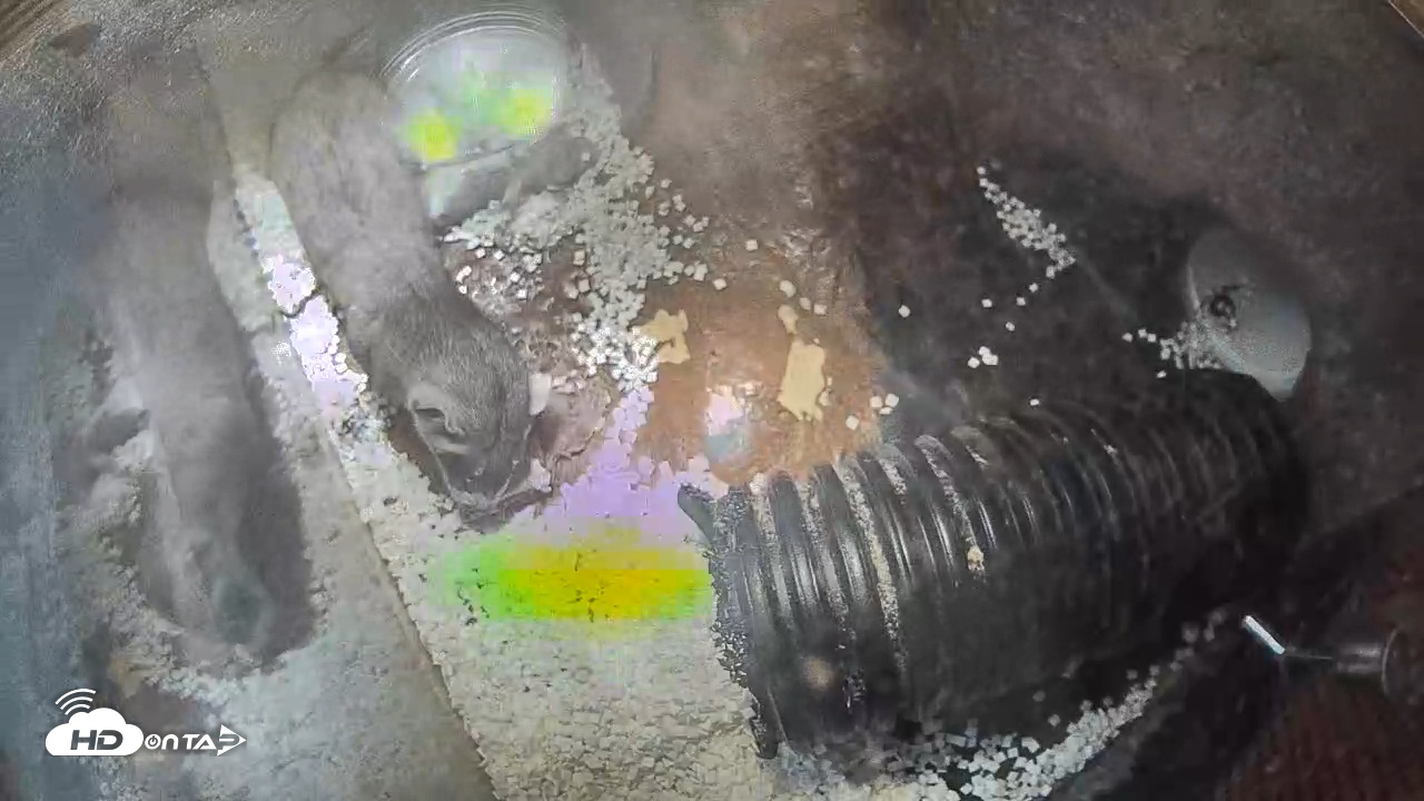 Snapshot of US Fish & Wildlife Black-Footed Ferret Live Cam taken Jul 27, 2025, 1:38pm MDT