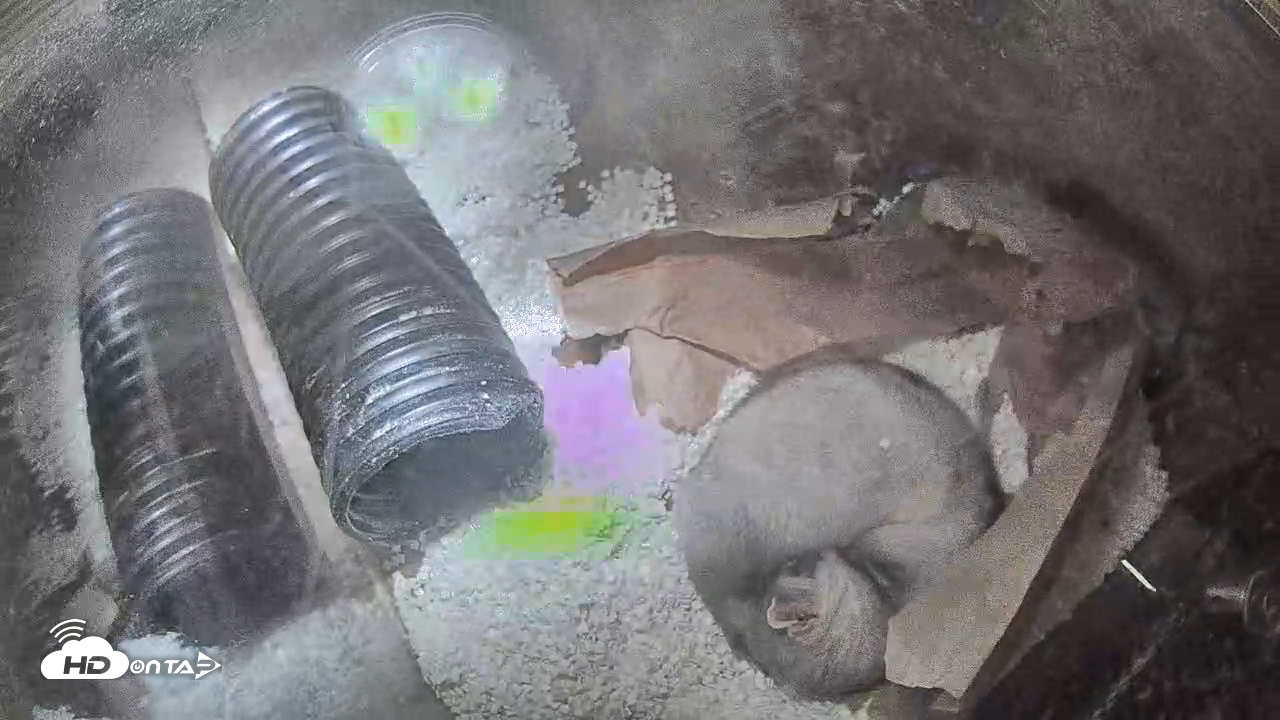 Snapshot of US Fish & Wildlife Black-Footed Ferret Live Cam taken Nov 6, 2025, 6:14pm MST