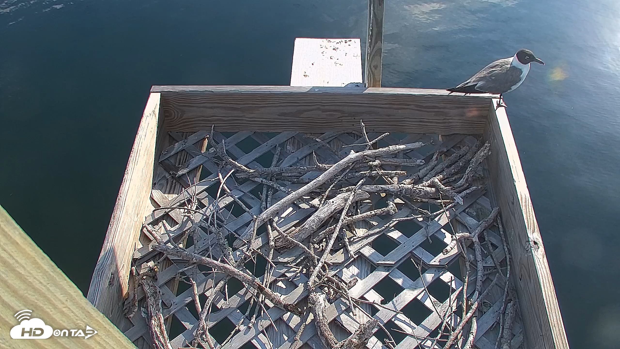 Snapshot of Bay Point Marina Ospreys taken Jun 11, 2026, 7:57am CDT