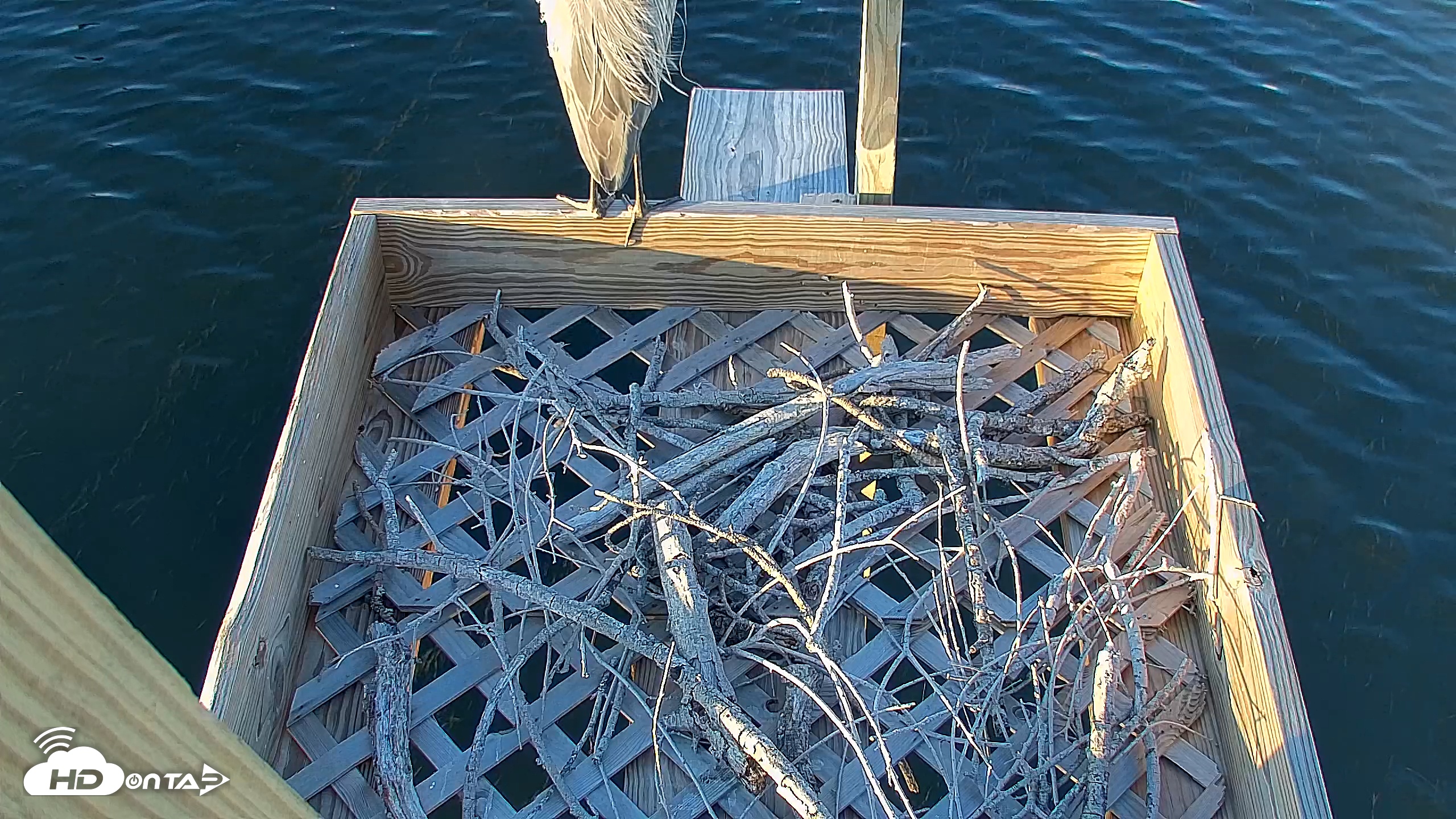 Snapshot of Bay Point Marina Ospreys taken May 23, 2025, 6:52pm CDT