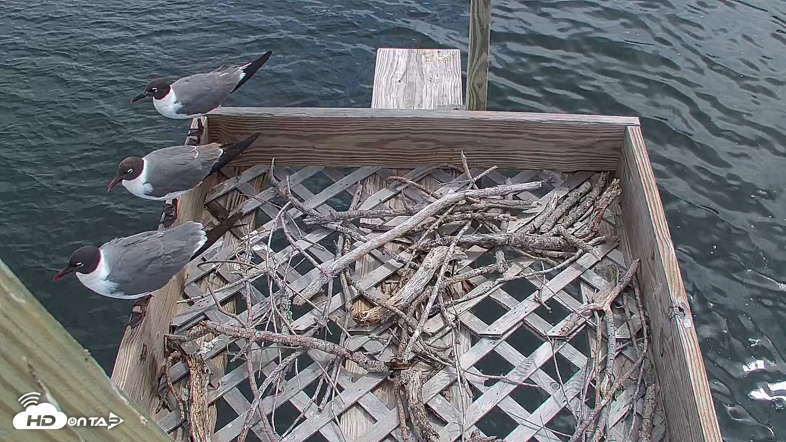Snapshot of Bay Point Marina Ospreys taken Jun 25, 2026, 10:10am CDT