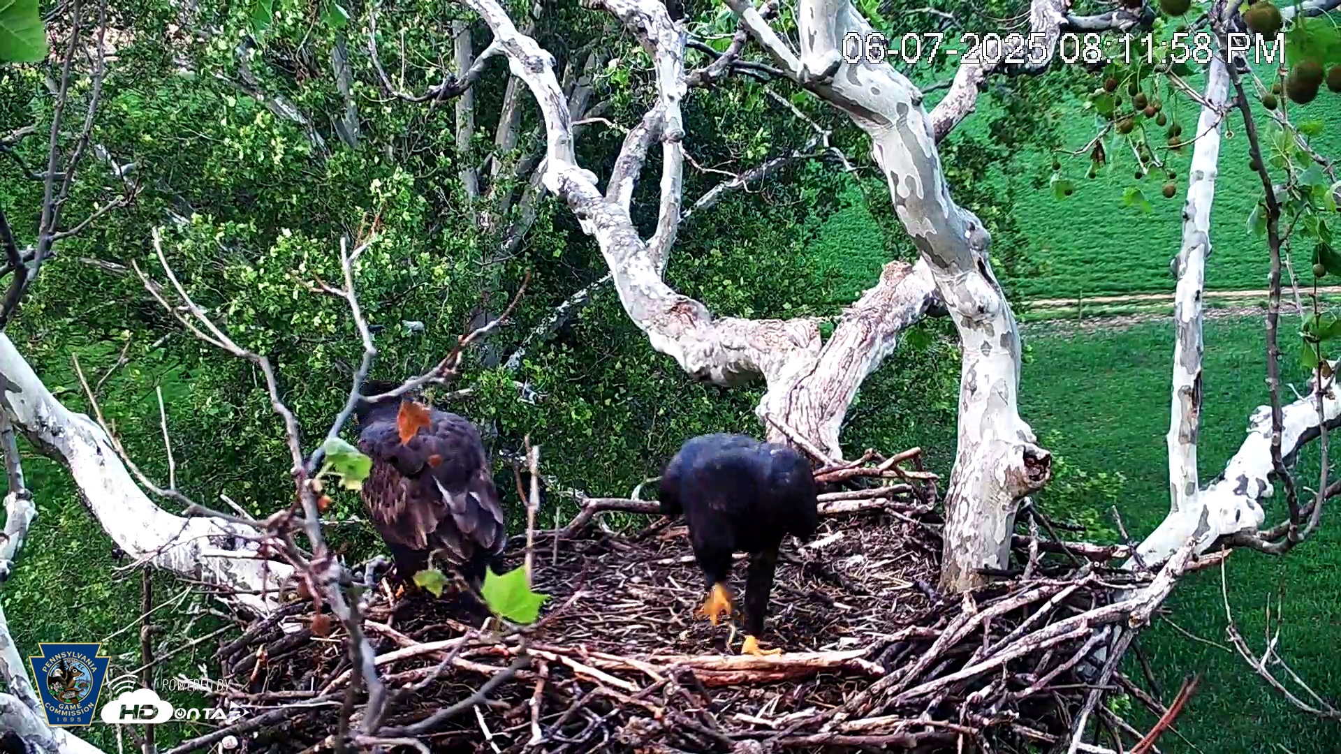 Snapshot of PA Farm Country Eagles Live Cams taken Jun 7, 2025, 8:12pm EDT