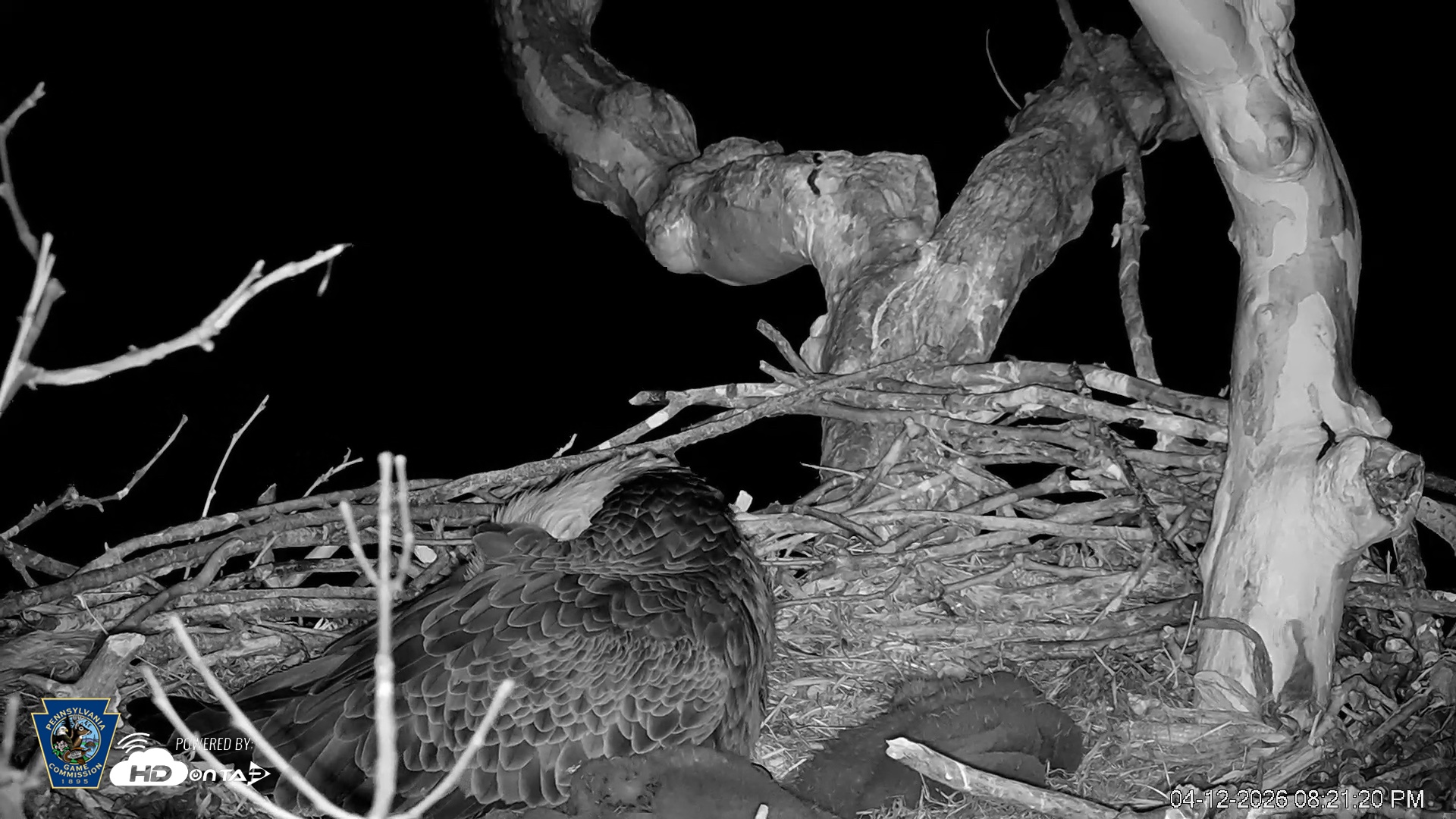 Snapshot of PA Farm Country Eagles Live Cams taken Apr 12, 2026, 8:22pm EDT