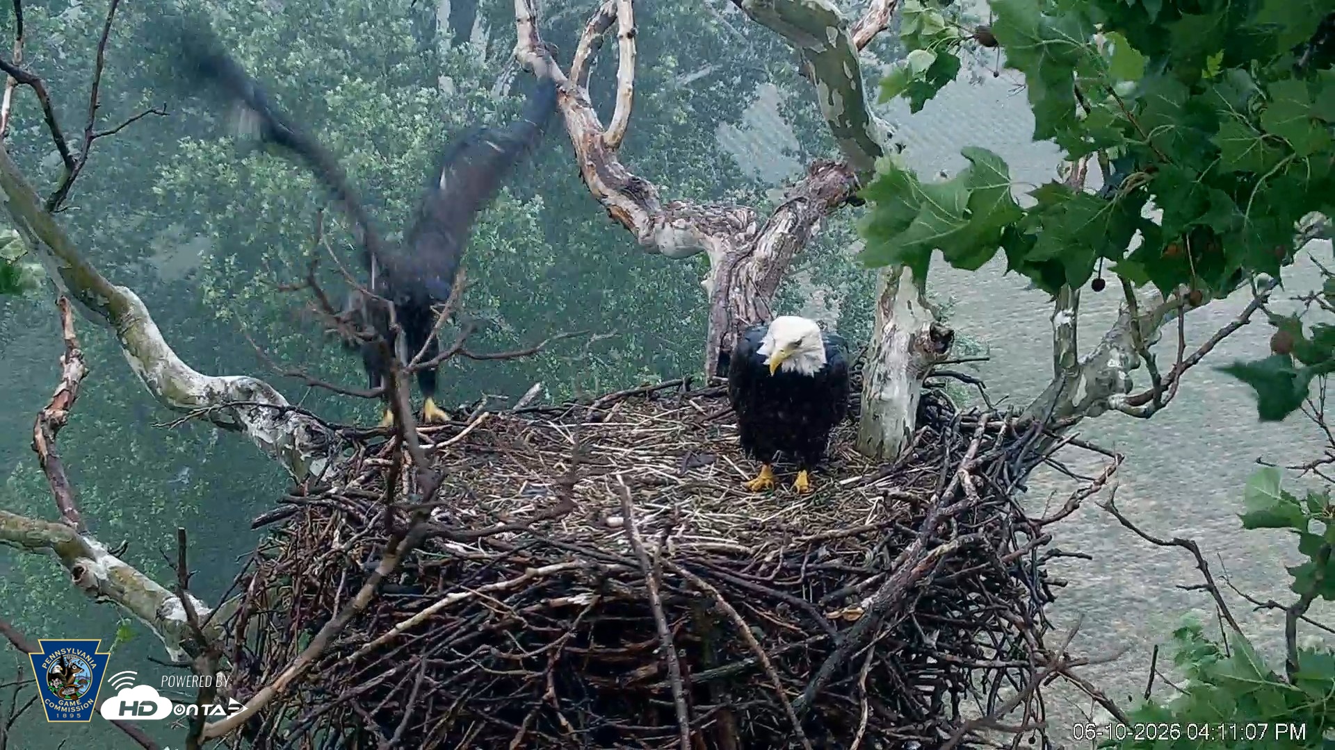 Snapshot of PA Farm Country Eagles Live Cams taken Jun 10, 2026, 4:11pm EDT