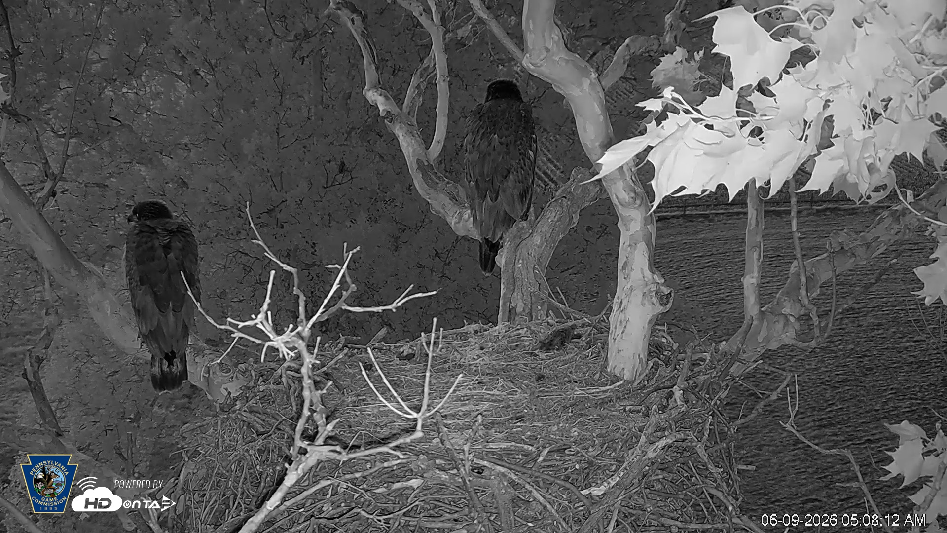 Snapshot of PA Farm Country Eagles Live Cams taken Jun 9, 2026, 5:09am EDT