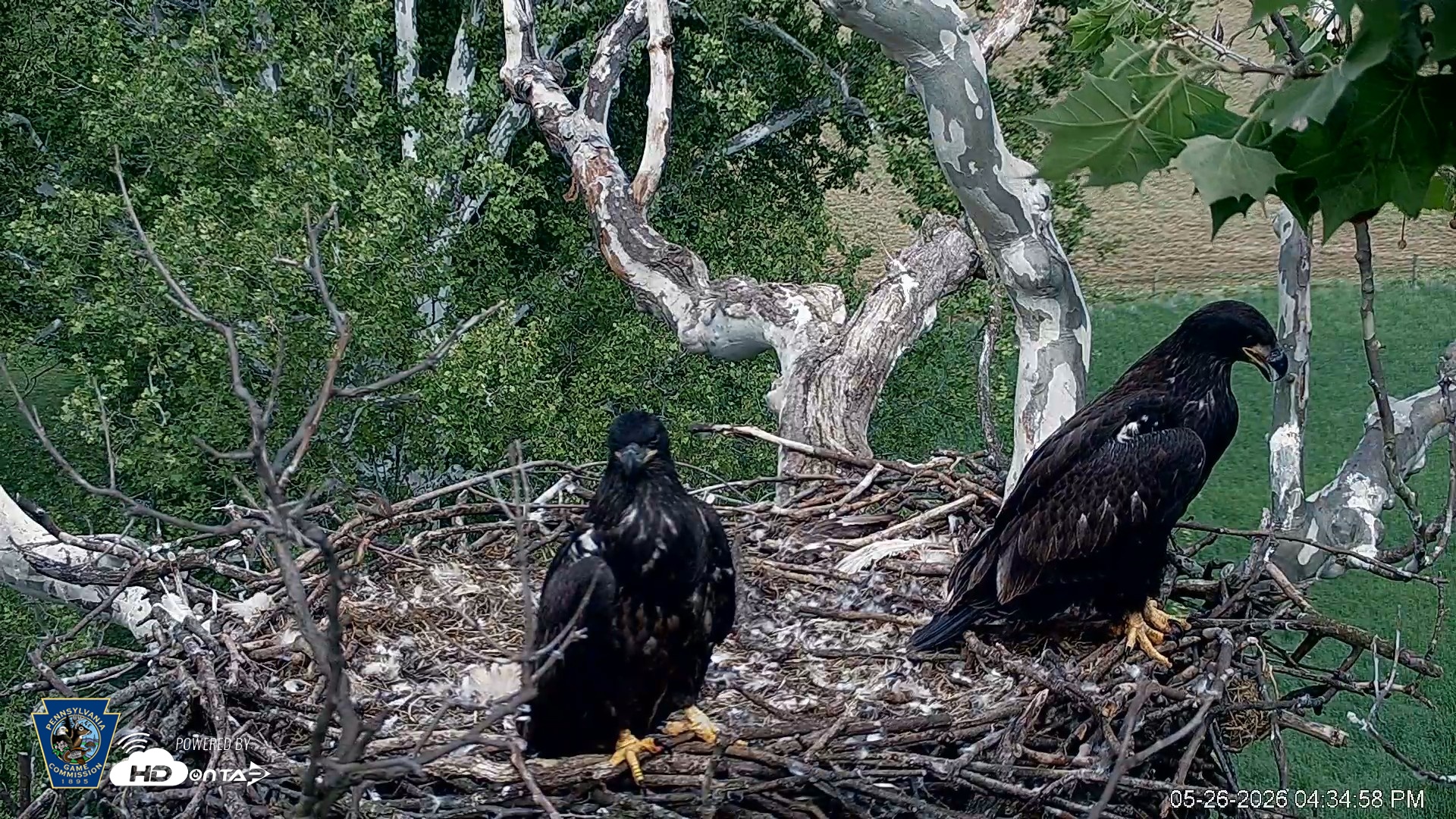 Snapshot of PA Farm Country Eagles Live Cams taken May 26, 2026, 4:35pm EDT
