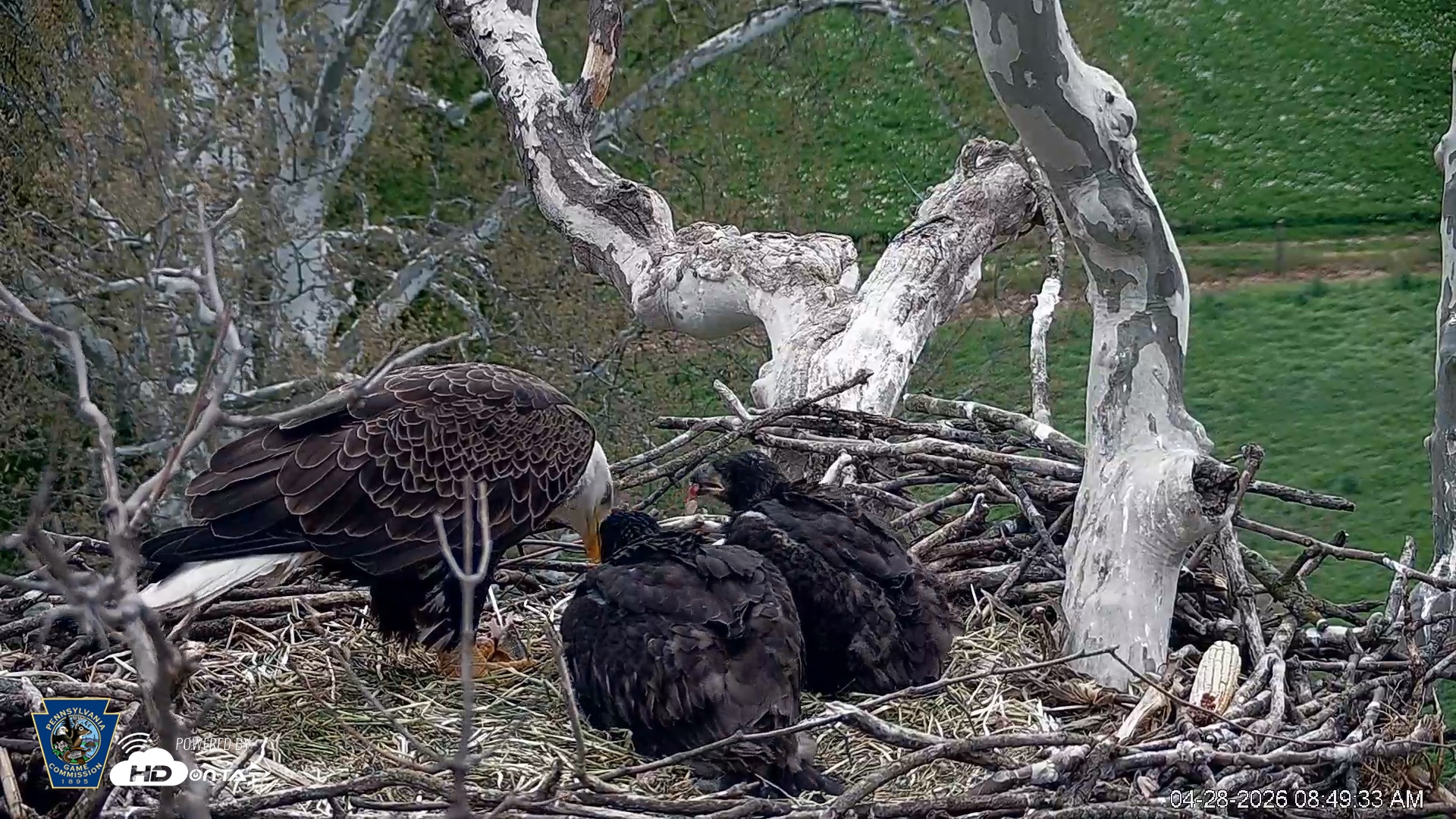 Snapshot of PA Farm Country Eagles Live Cams taken Apr 28, 2026, 8:50am EDT