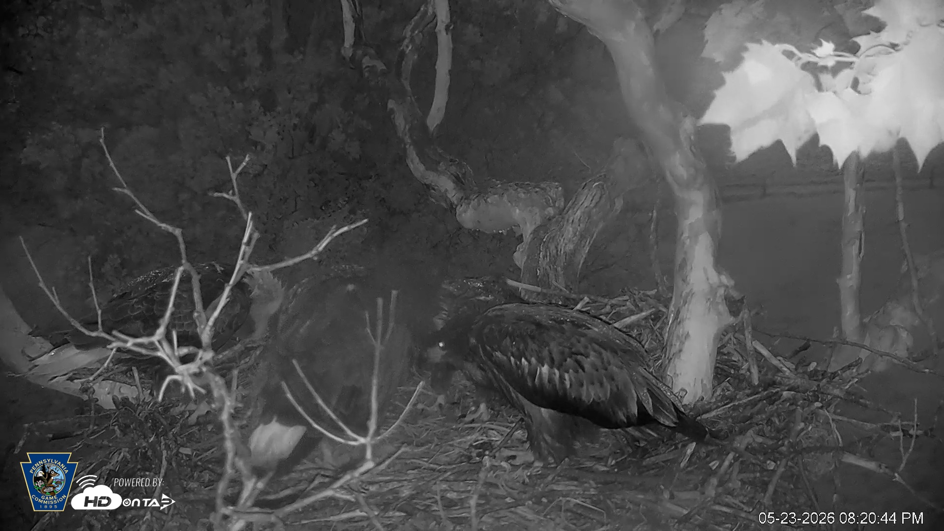 Snapshot of PA Farm Country Eagles Live Cams taken May 23, 2026, 8:21pm EDT