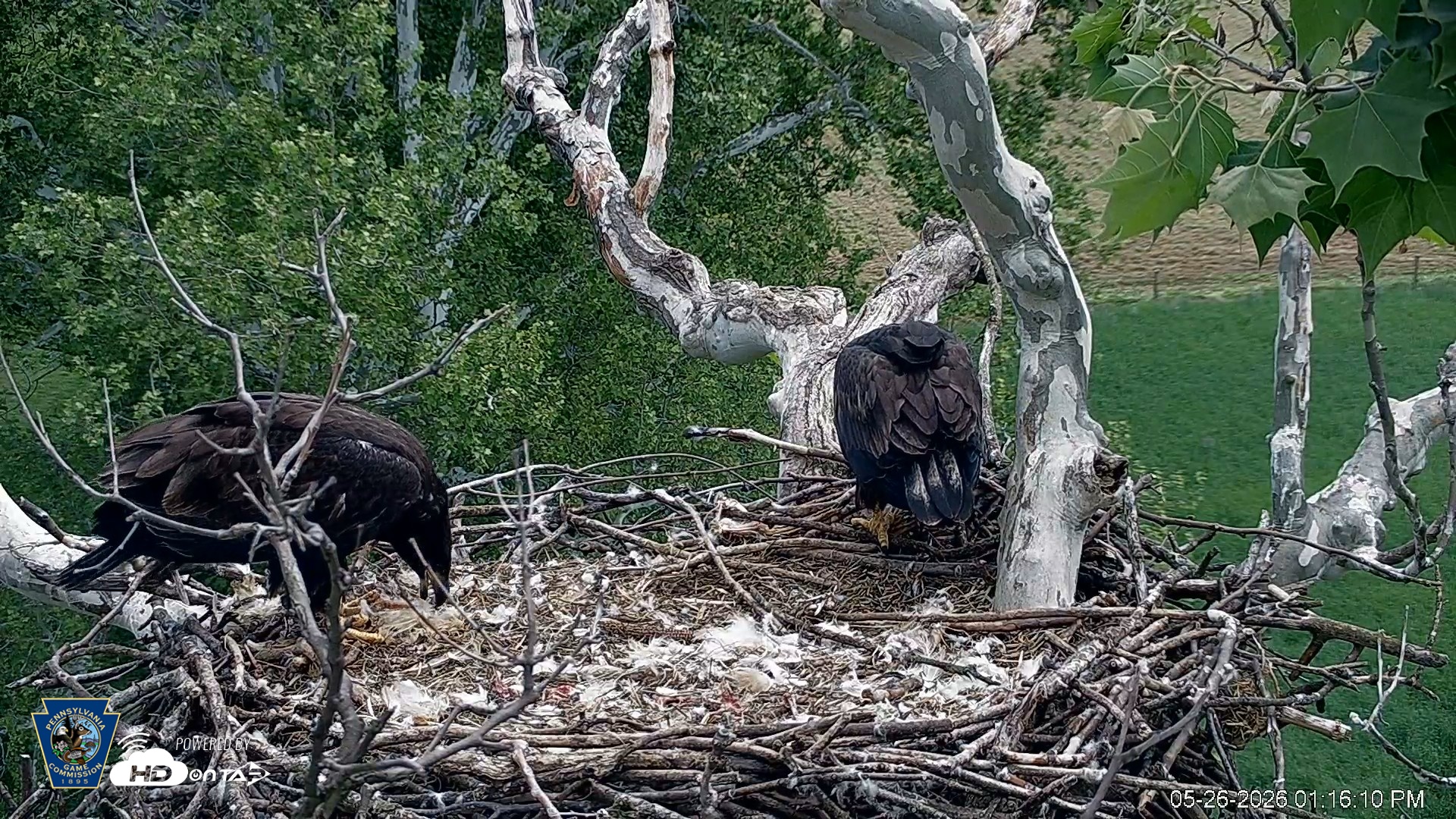 Snapshot of PA Farm Country Eagles Live Cams taken May 26, 2026, 1:17pm EDT