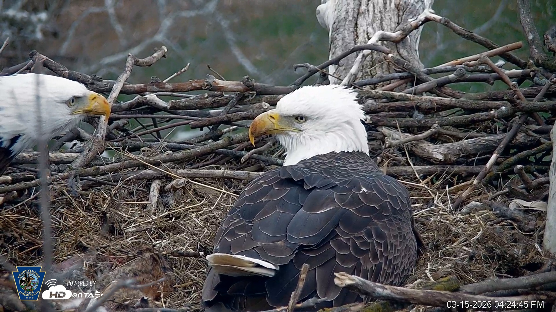 Snapshot of PA Farm Country Eagles Live Cams taken Mar 15, 2026, 4:25pm EDT