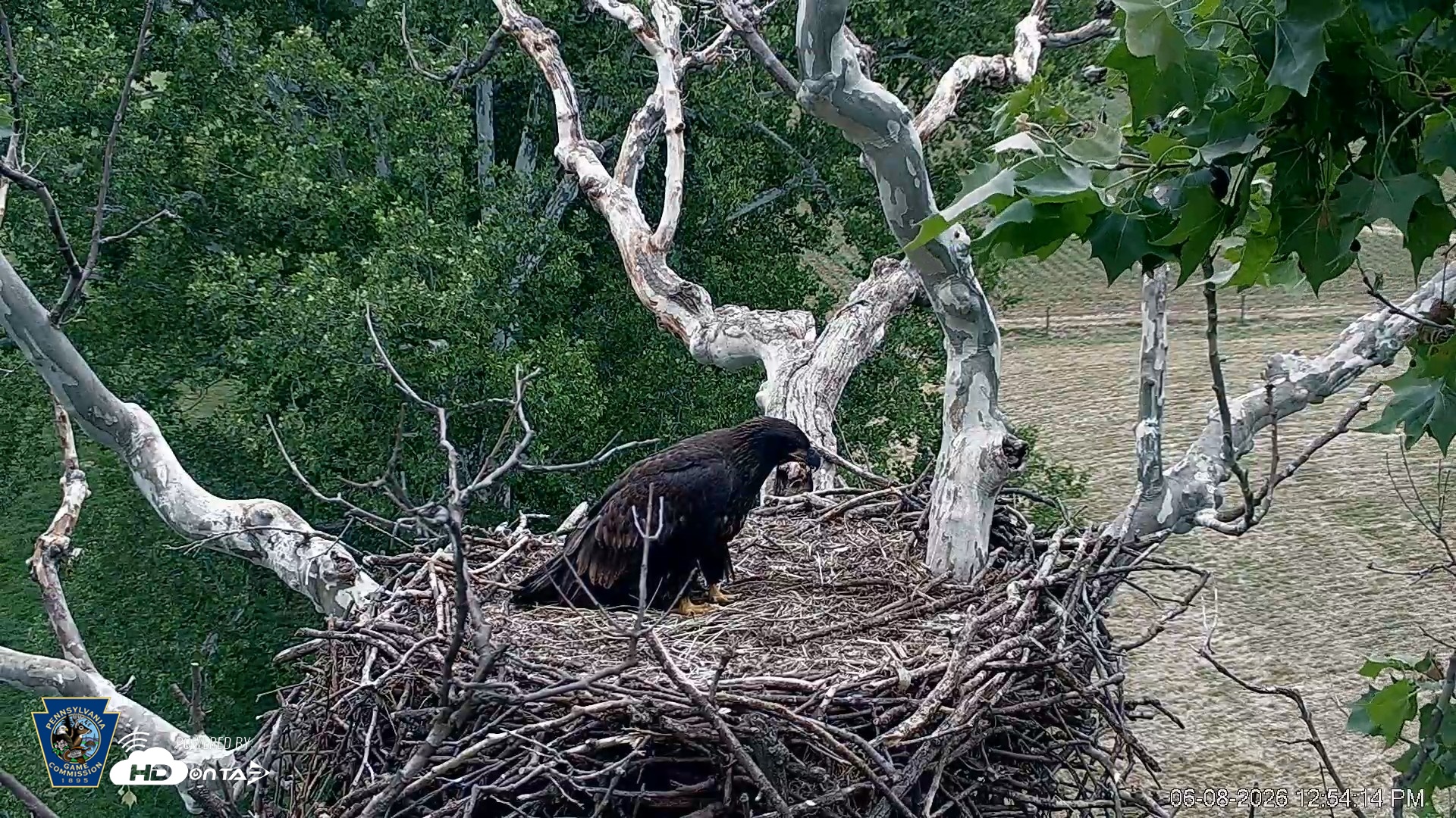 Snapshot of PA Farm Country Eagles Live Cams taken Jun 8, 2026, 12:55pm EDT