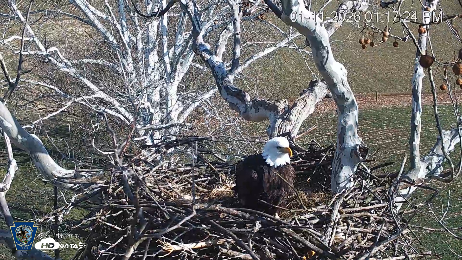 Snapshot of PA Farm Country Eagles Live Cams taken Jan 11, 2026, 1:18pm EST