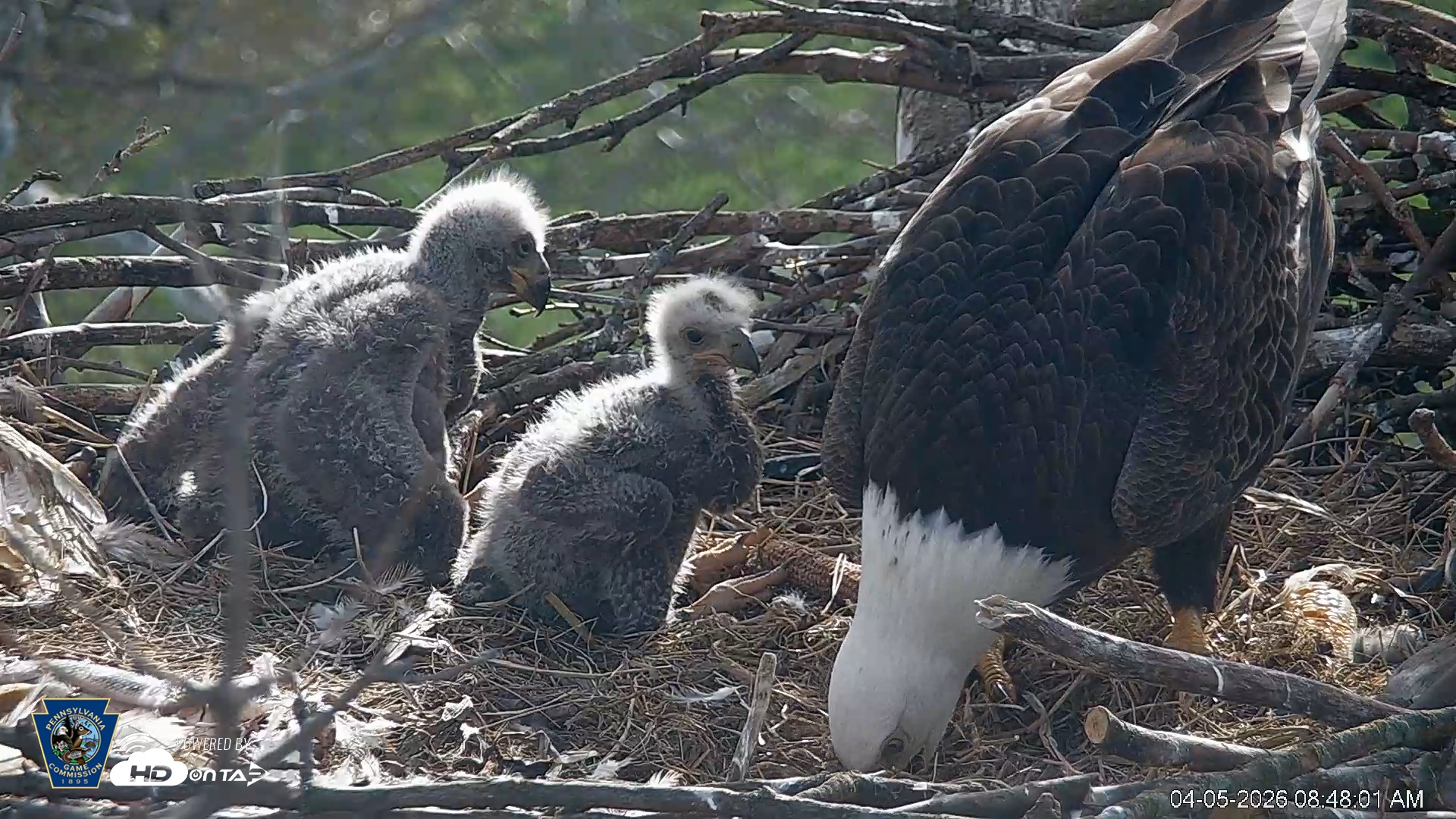 Snapshot of PA Farm Country Eagles Live Cams taken Apr 5, 2026, 8:48am EDT