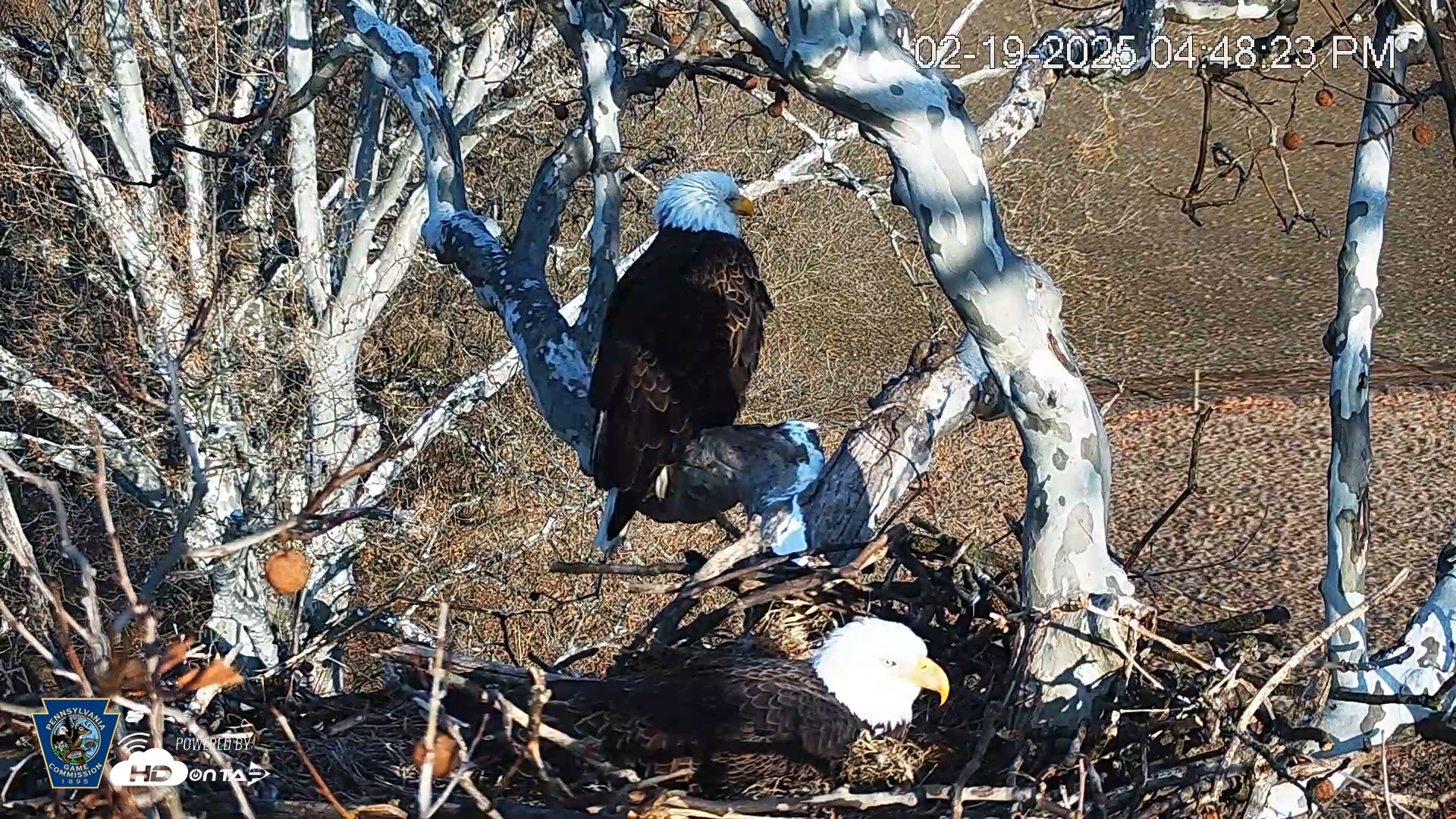 Snapshot of PA Farm Country Eagles Live Cams taken Feb 19, 2025, 4:49pm EST