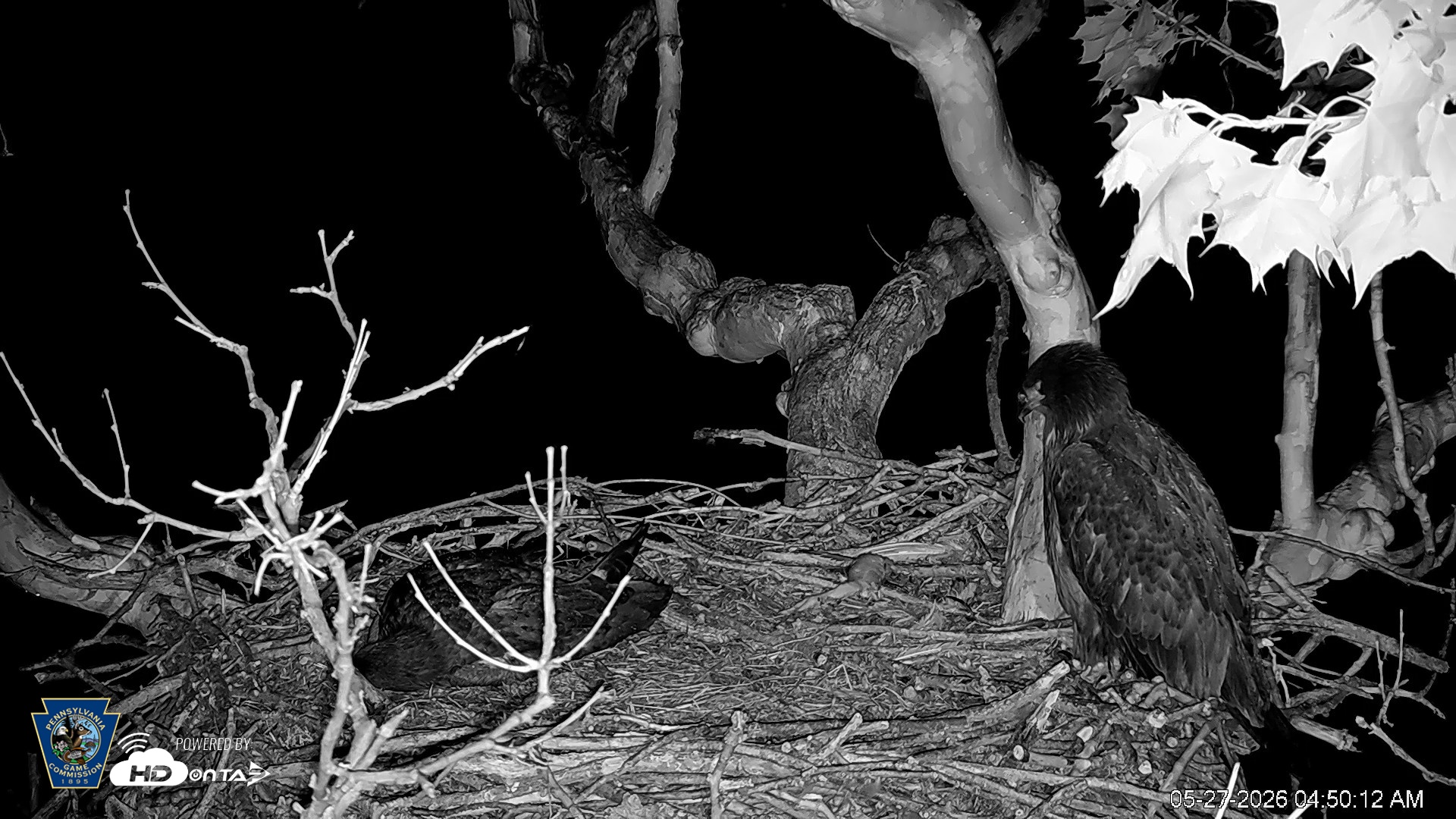 Snapshot of PA Farm Country Eagles Live Cams taken May 27, 2026, 4:50am EDT