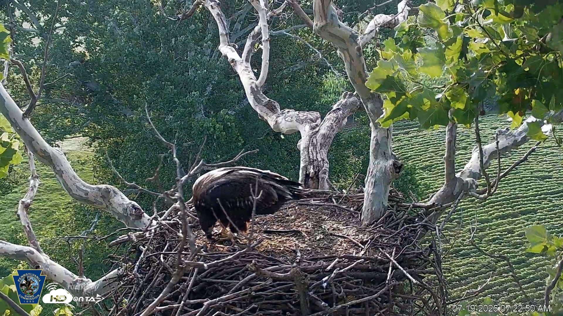 Snapshot of PA Farm Country Eagles Live Cams taken Jul 19, 2026, 7:23am EDT