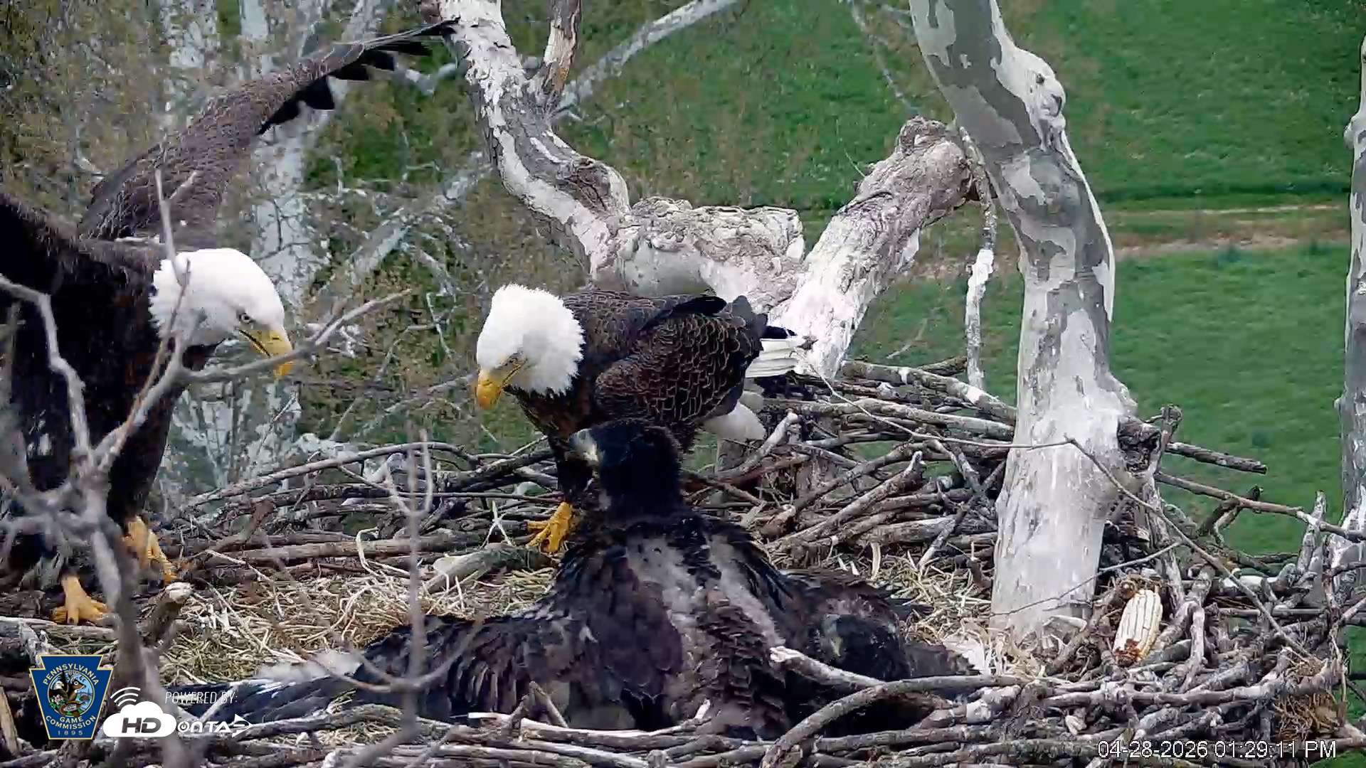 Snapshot of PA Farm Country Eagles Live Cams taken Apr 28, 2026, 1:31pm EDT