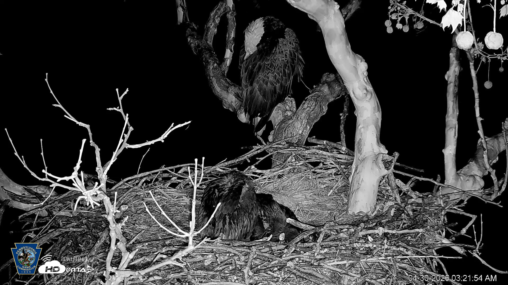 Snapshot of PA Farm Country Eagles Live Cams taken Apr 30, 2026, 3:23am EDT