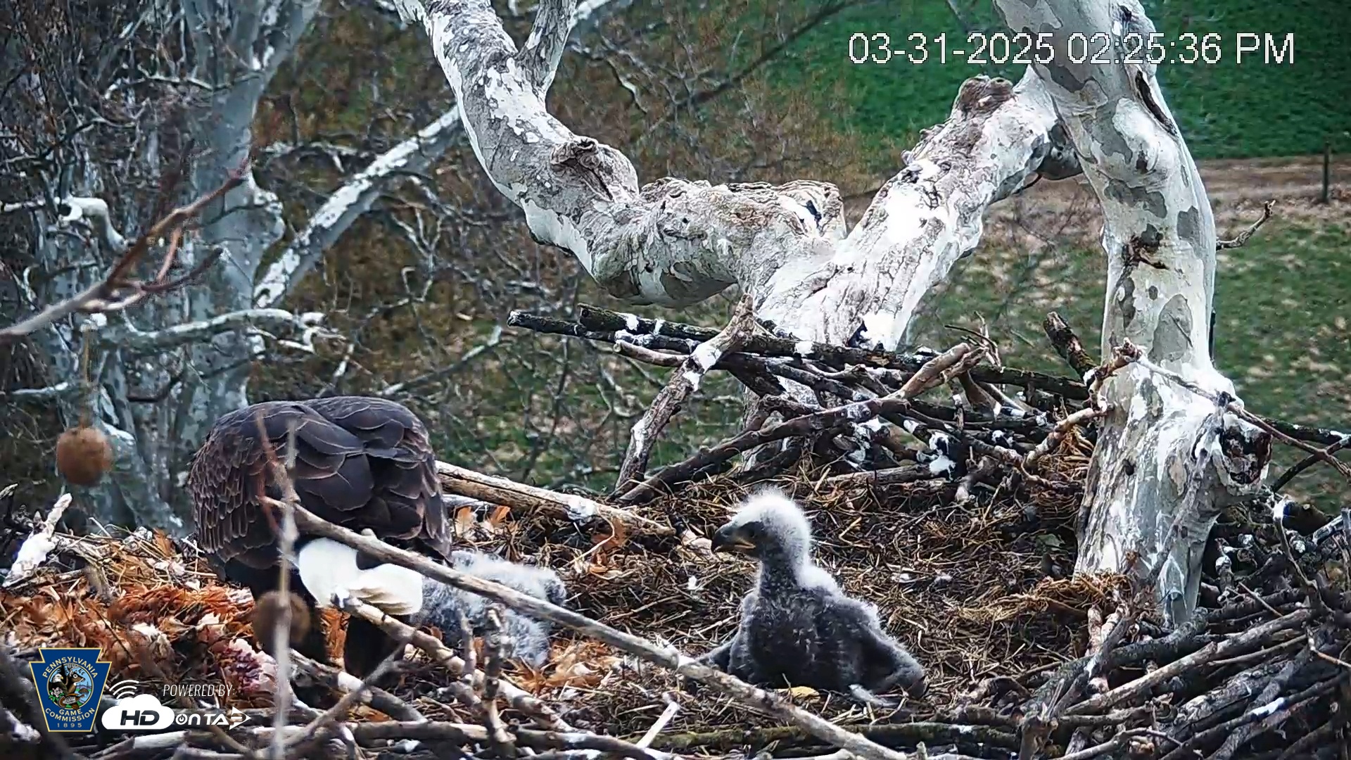 Snapshot of PA Farm Country Eagles Live Cams taken Mar 31, 2025, 2:26pm EDT
