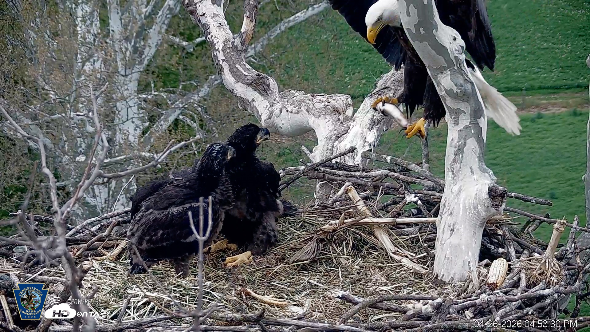 Snapshot of PA Farm Country Eagles Live Cams taken Apr 26, 2026, 4:55pm EDT