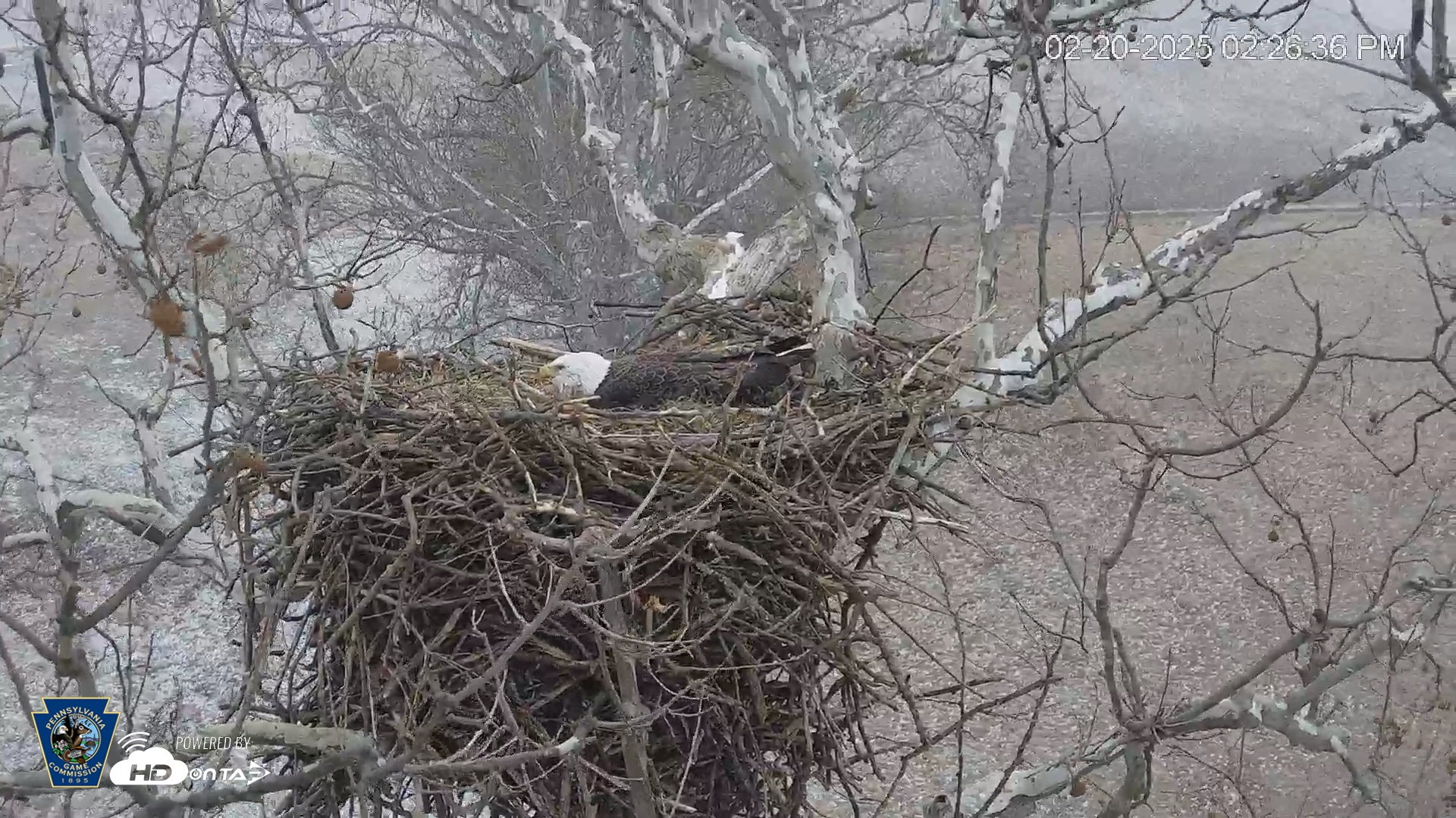 Snapshot of PA Farm Country Eagles Live Cams taken Feb 20, 2025, 2:27pm EST