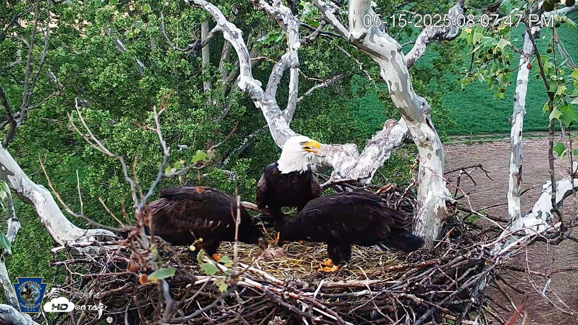 Snapshot of PA Farm Country Eagles Live Cams taken May 15, 2025, 8:08pm EDT