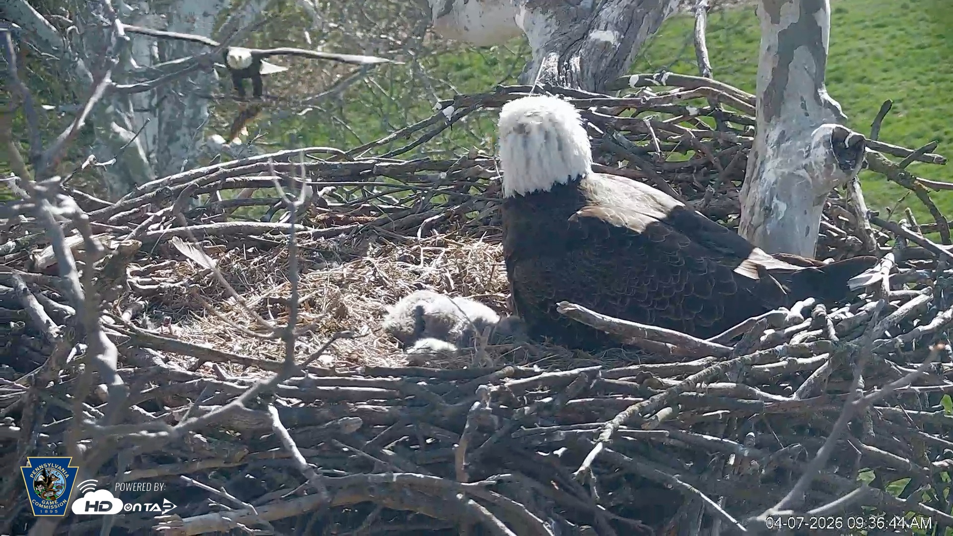 Snapshot of PA Farm Country Eagles Live Cams taken Apr 7, 2026, 9:40am EDT