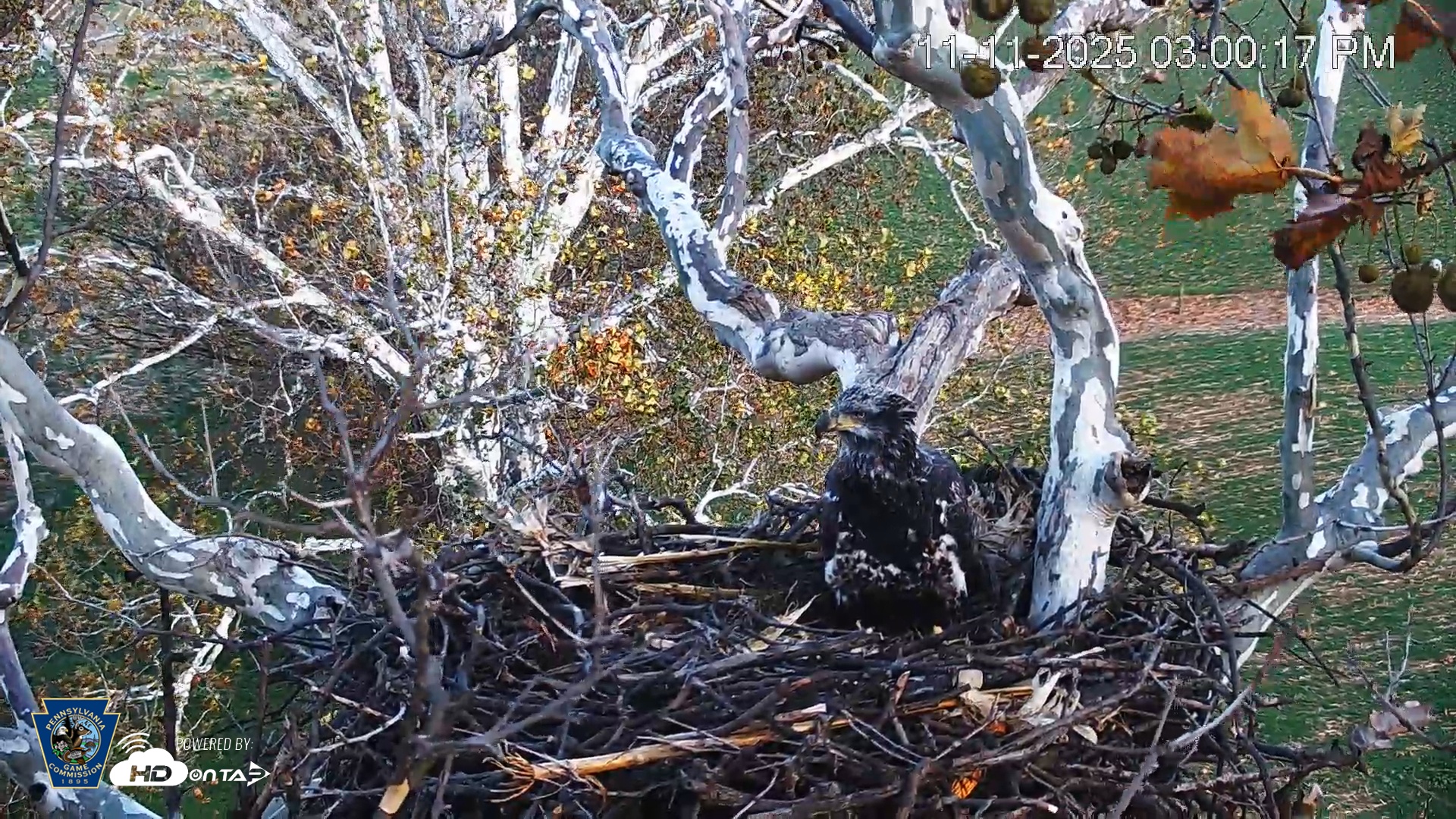 Snapshot of PA Farm Country Eagles Live Cams taken Nov 11, 2025, 3:01pm EST