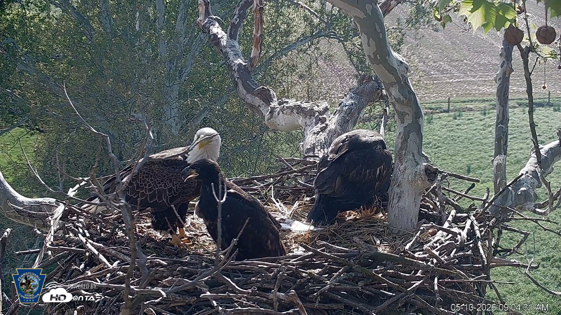 Snapshot of PA Farm Country Eagles Live Cams taken May 10, 2026, 9:05am EDT