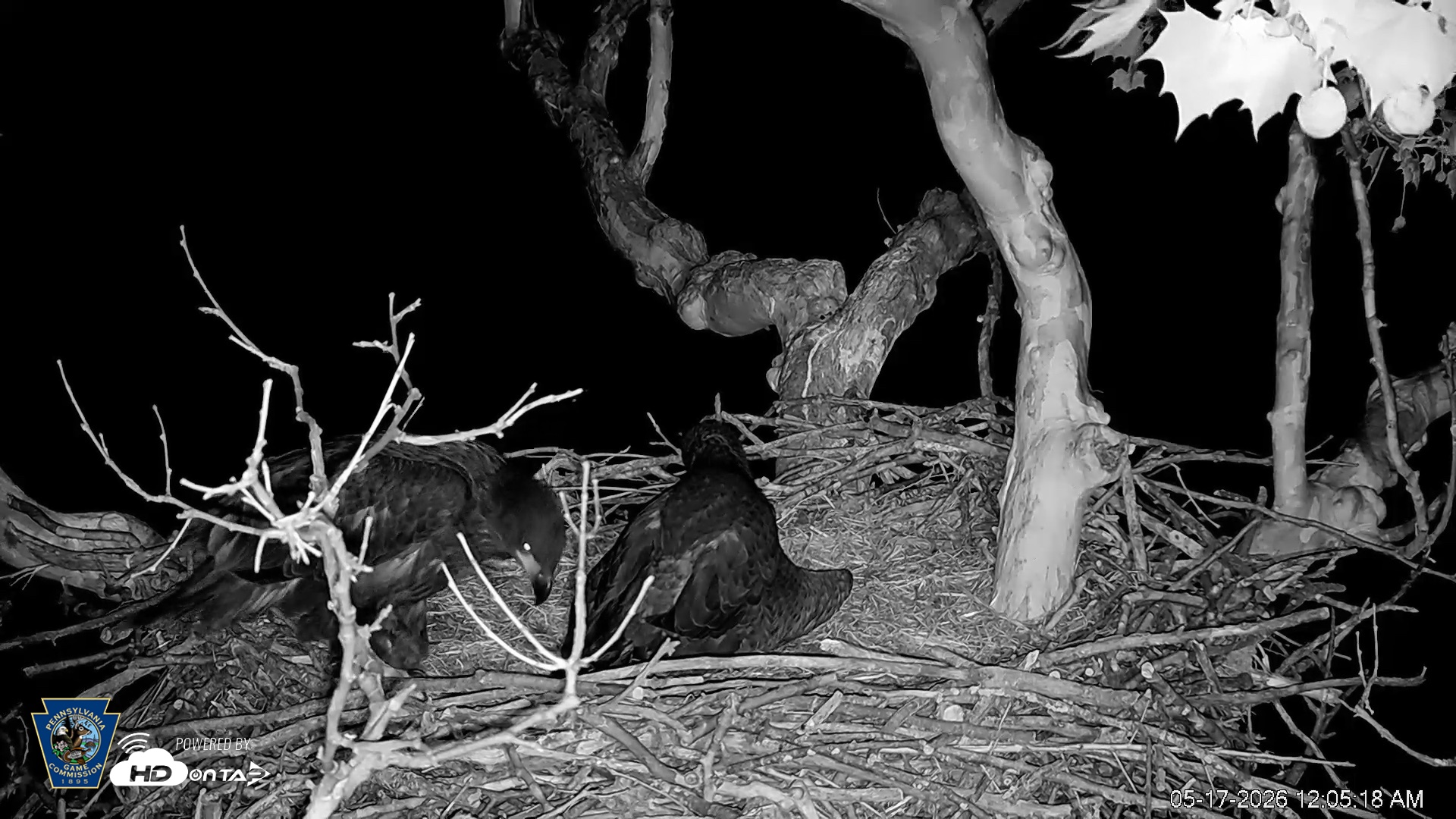 Snapshot of PA Farm Country Eagles Live Cams taken May 17, 2026, 12:06am EDT