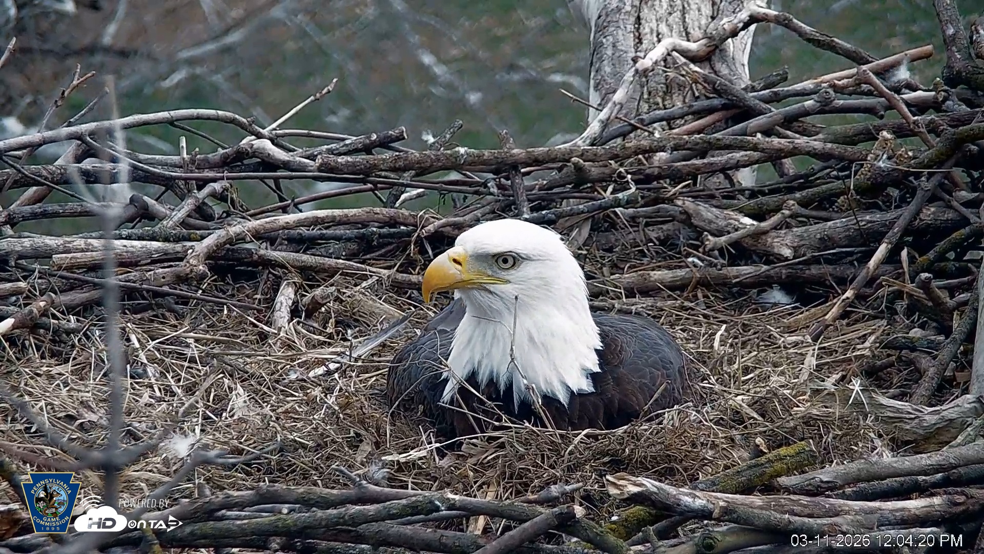 Snapshot of PA Farm Country Eagles Live Cams taken Mar 11, 2026, 12:05pm EDT
