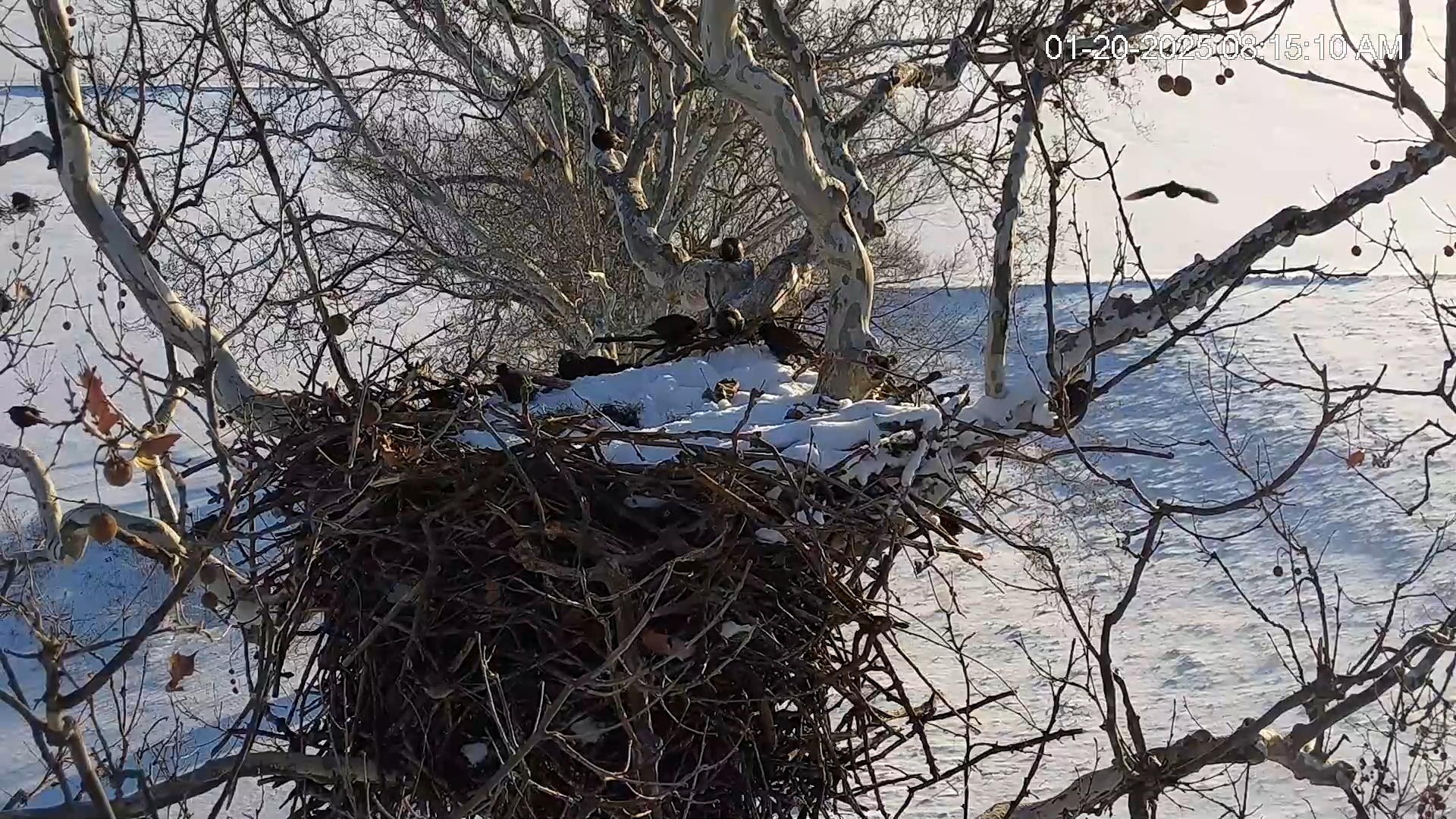 Snapshot of PA Farm Country Eagles Live Cams taken Jan 20, 2025, 8:16am EST