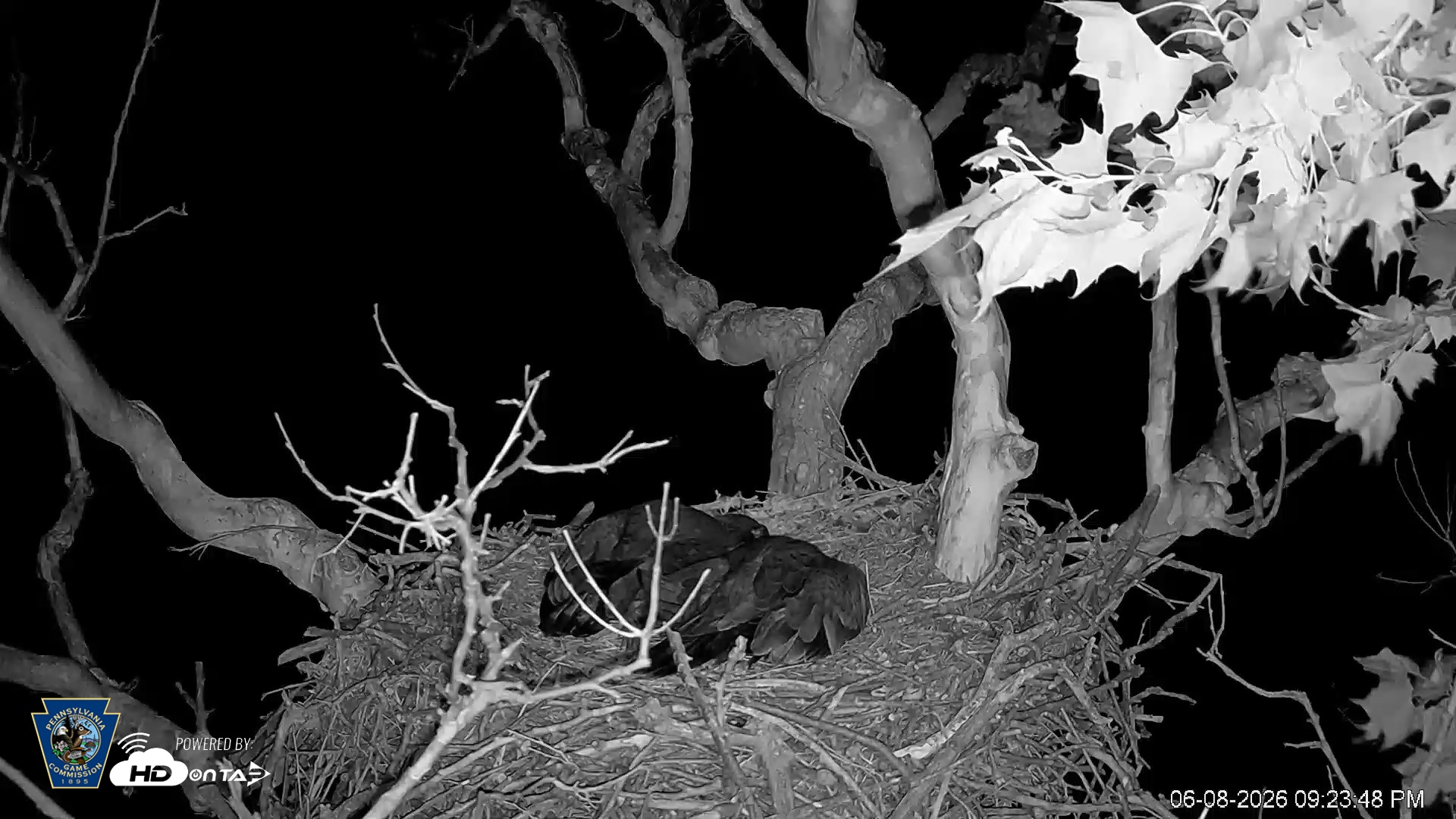 Snapshot of PA Farm Country Eagles Live Cams taken Jun 8, 2026, 9:25pm EDT