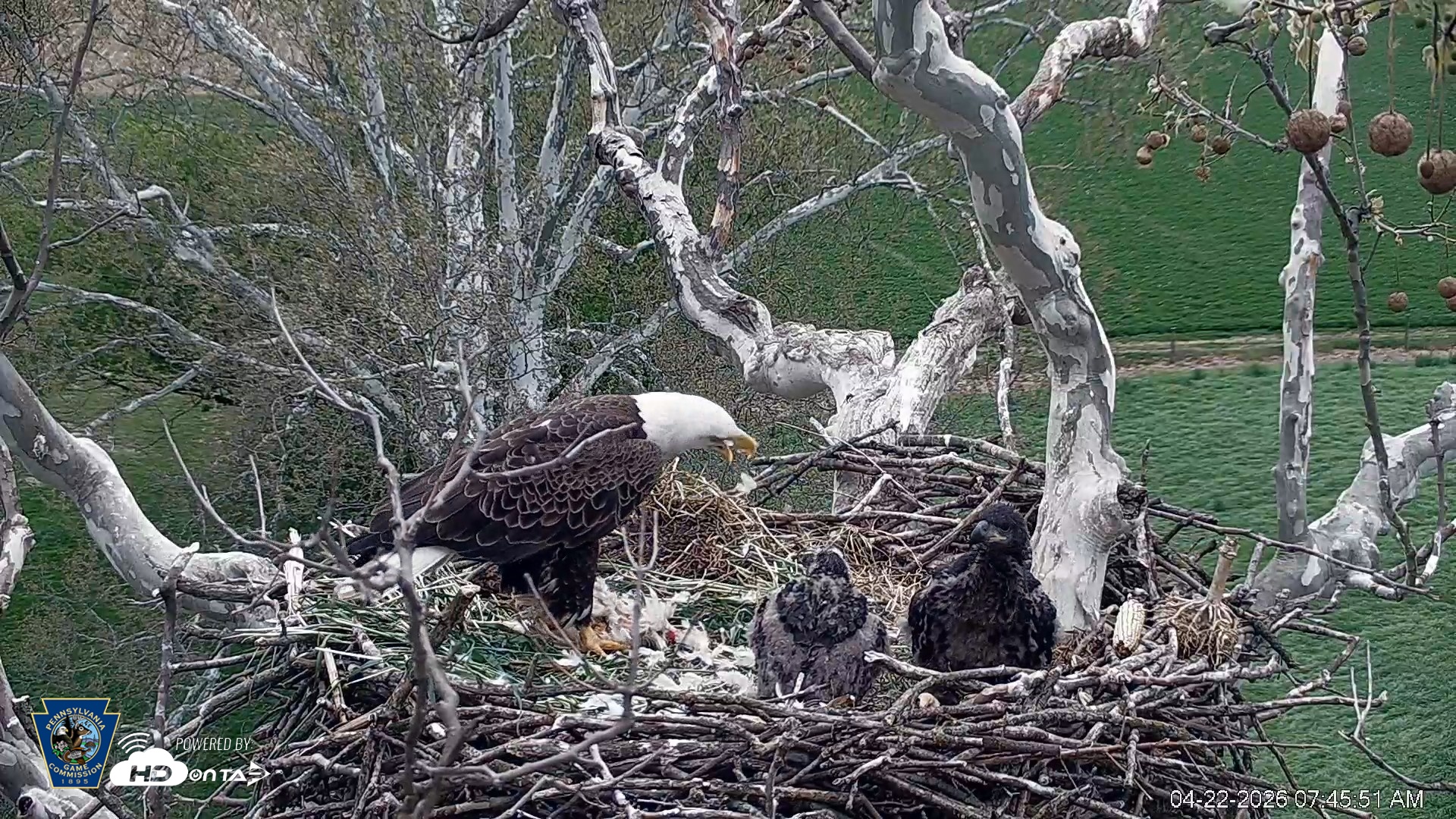 Snapshot of PA Farm Country Eagles Live Cams taken Apr 22, 2026, 7:46am EDT