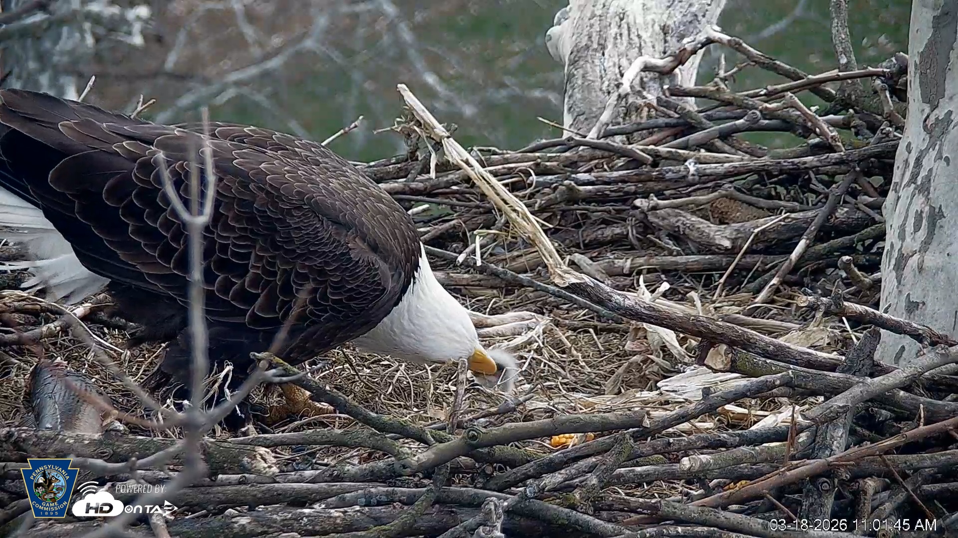 Snapshot of PA Farm Country Eagles Live Cams taken Mar 18, 2026, 11:02am EDT