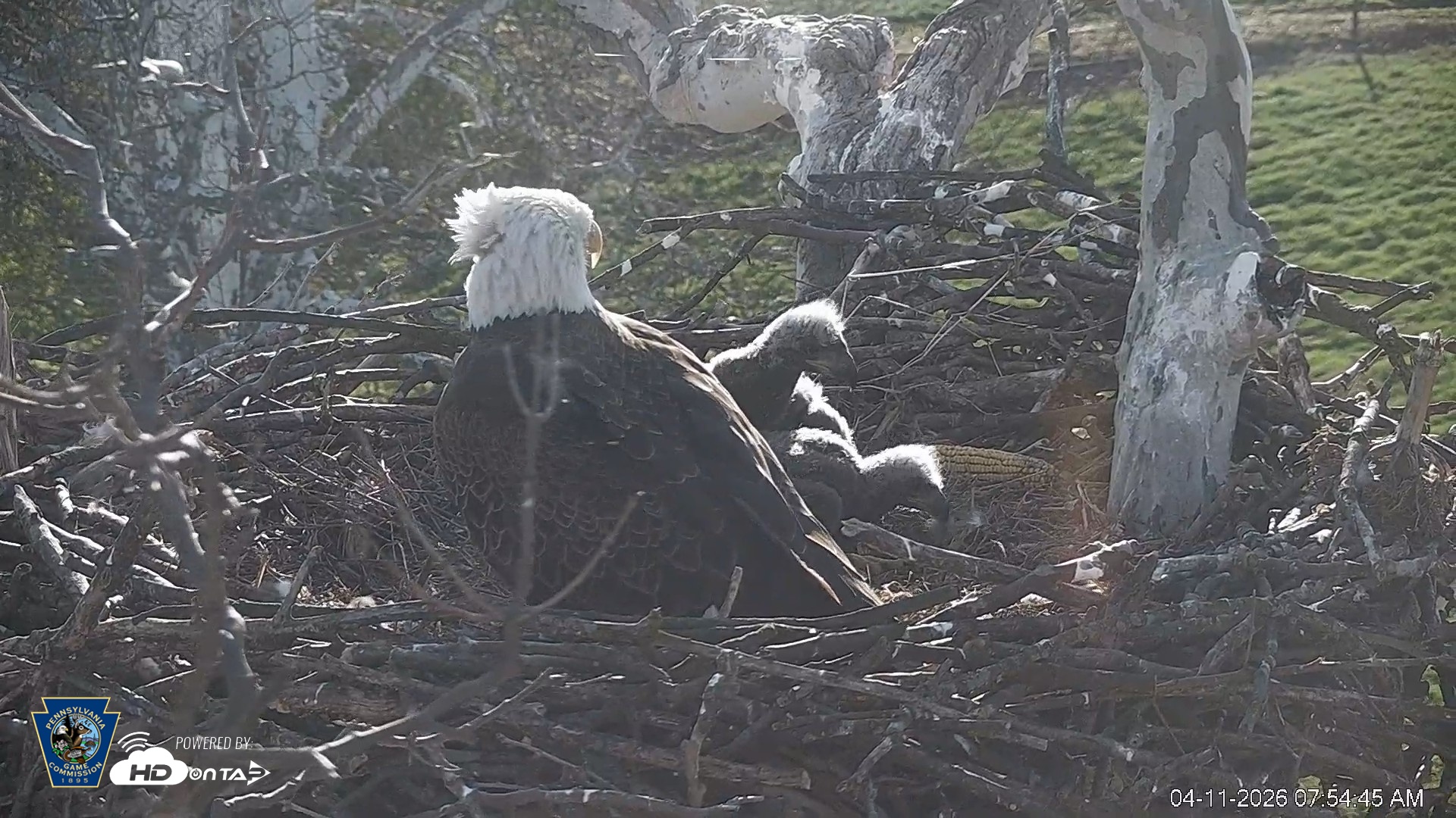 Snapshot of PA Farm Country Eagles Live Cams taken Apr 11, 2026, 7:55am EDT